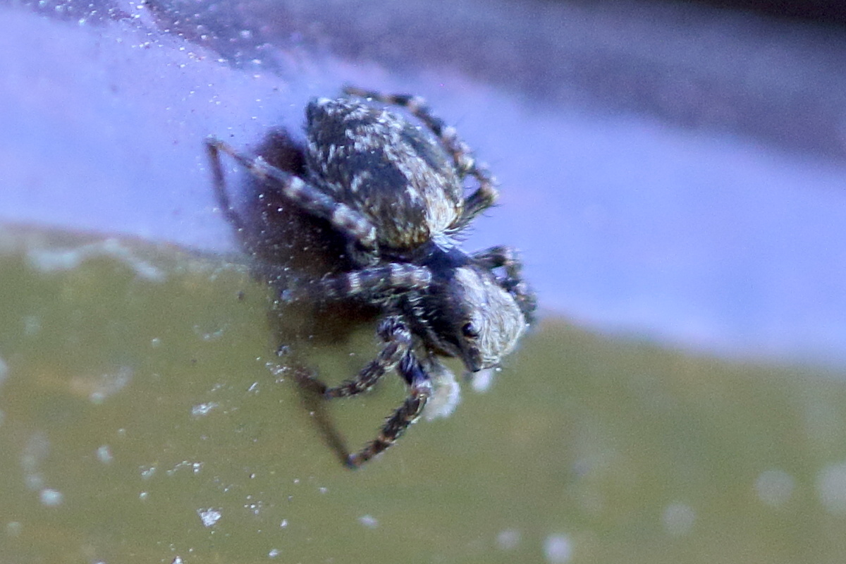 pseudeuophrys_lanigera1bd