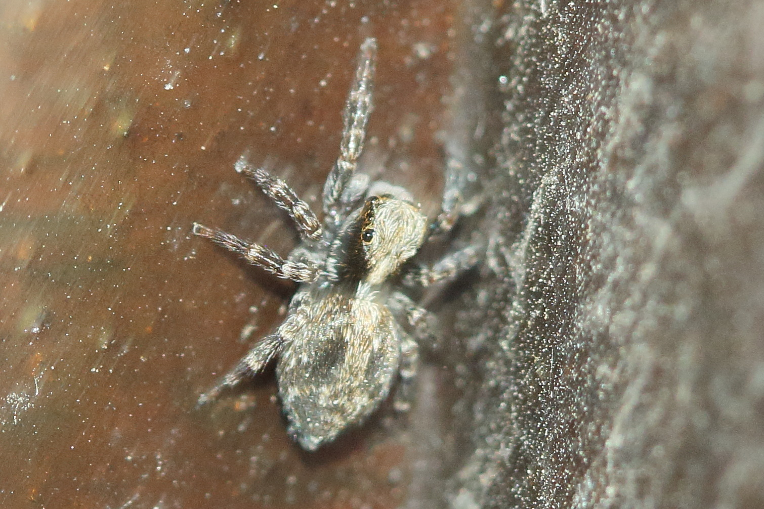 pseudeuophrys_lanigera2bd