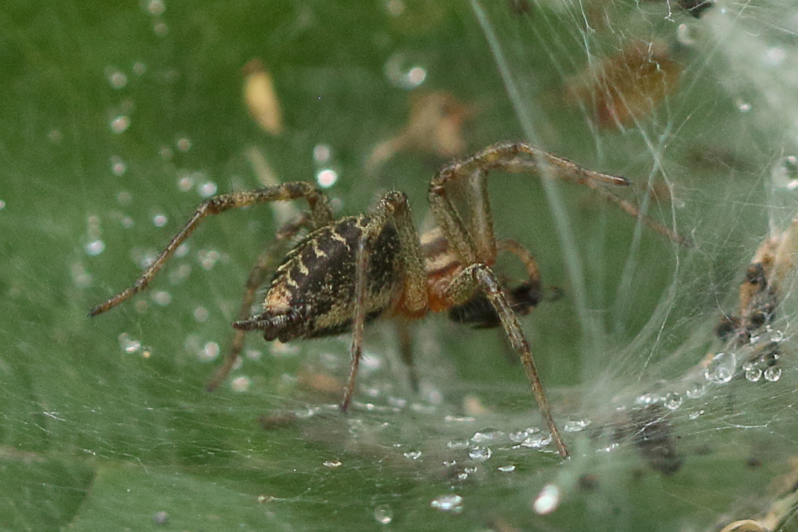 agelena_labyrinthica8bd