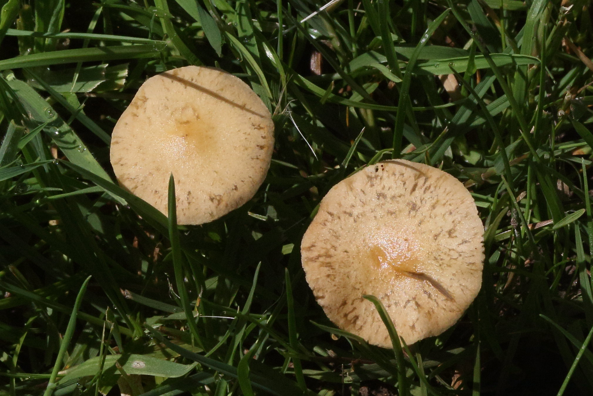 Afficher le média agrocybe_pediades1md agrocybe_pediades1md