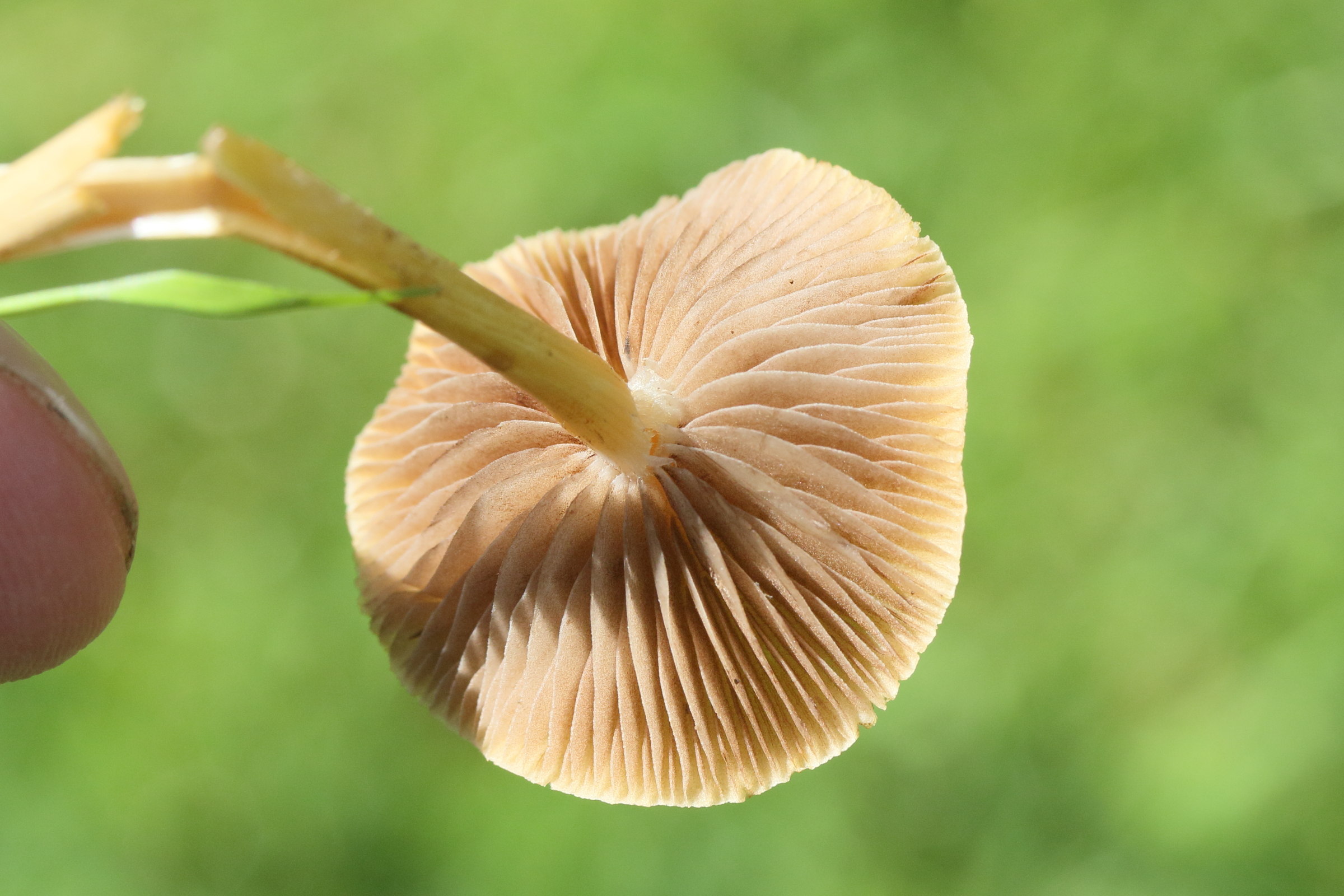 Afficher le média agrocybe_pediades2md agrocybe_pediades2md