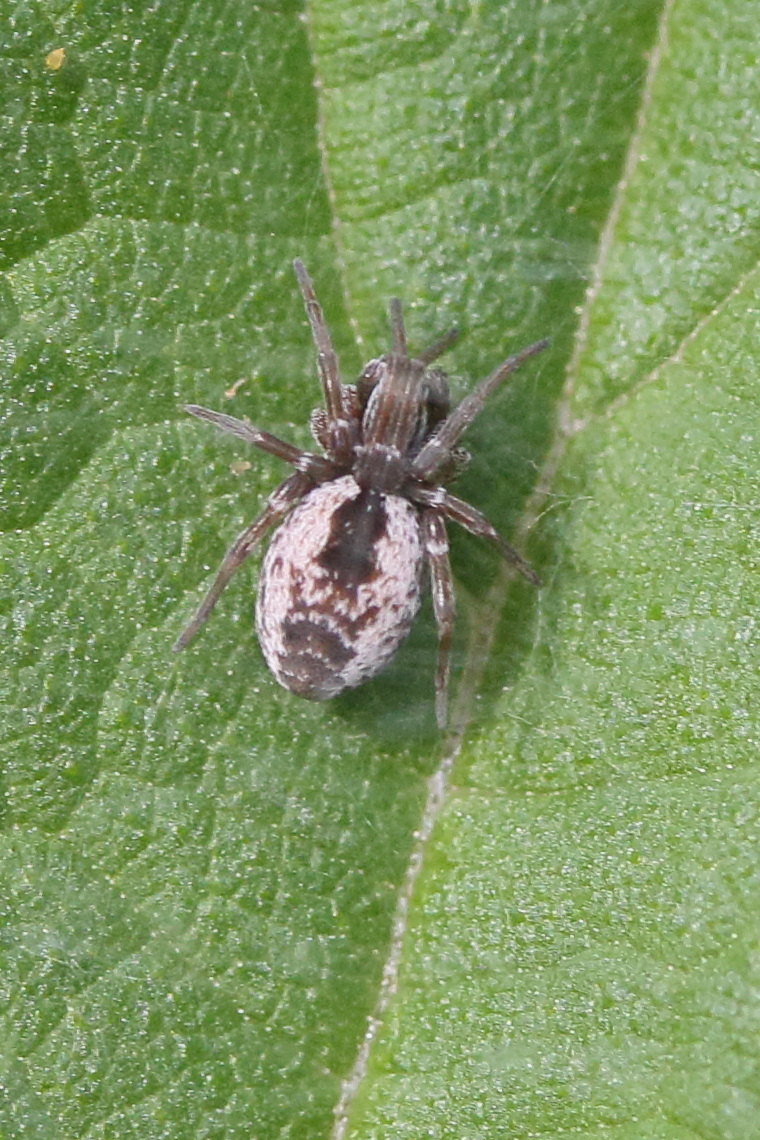 Afficher le média dictyna_uncinata4md dictyna_uncinata4md