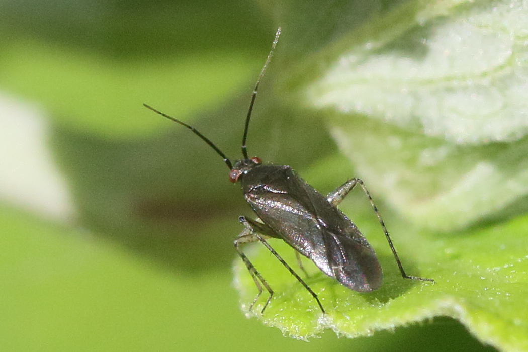 plagiognathus_arbustorum1md