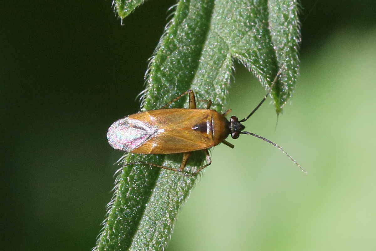 plagiognathus_arbustorum2md