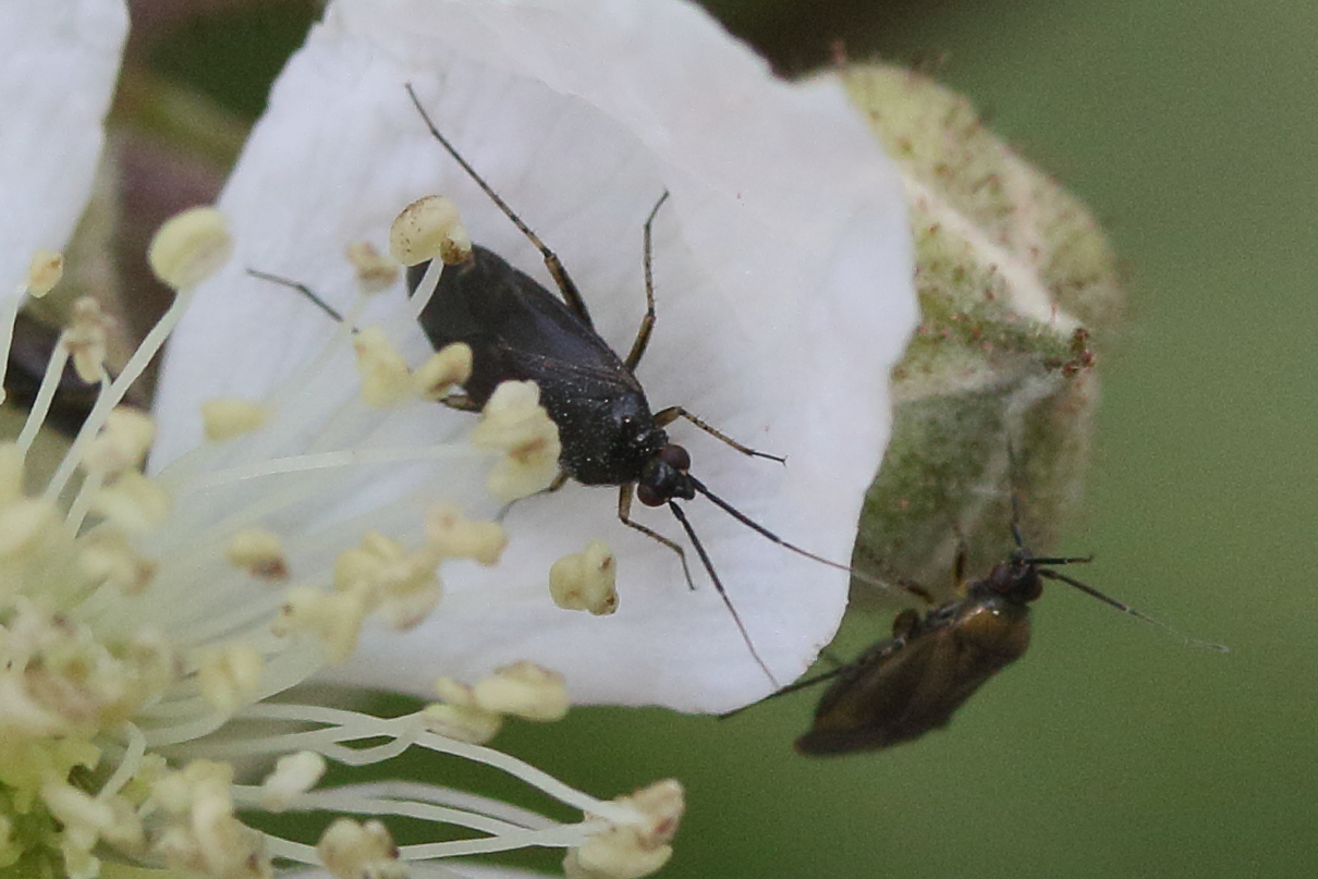 plagiognathus_arbustorum3md