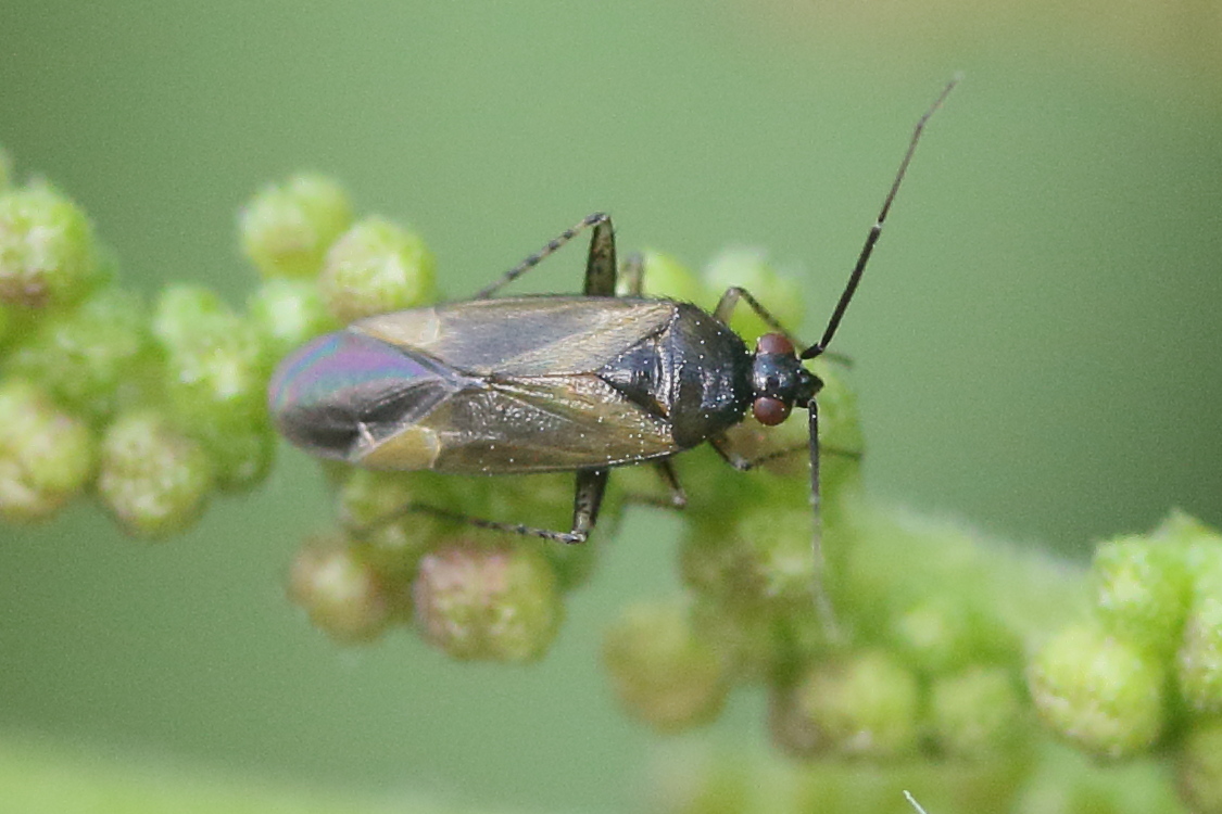 plagiognathus_arbustorum4md