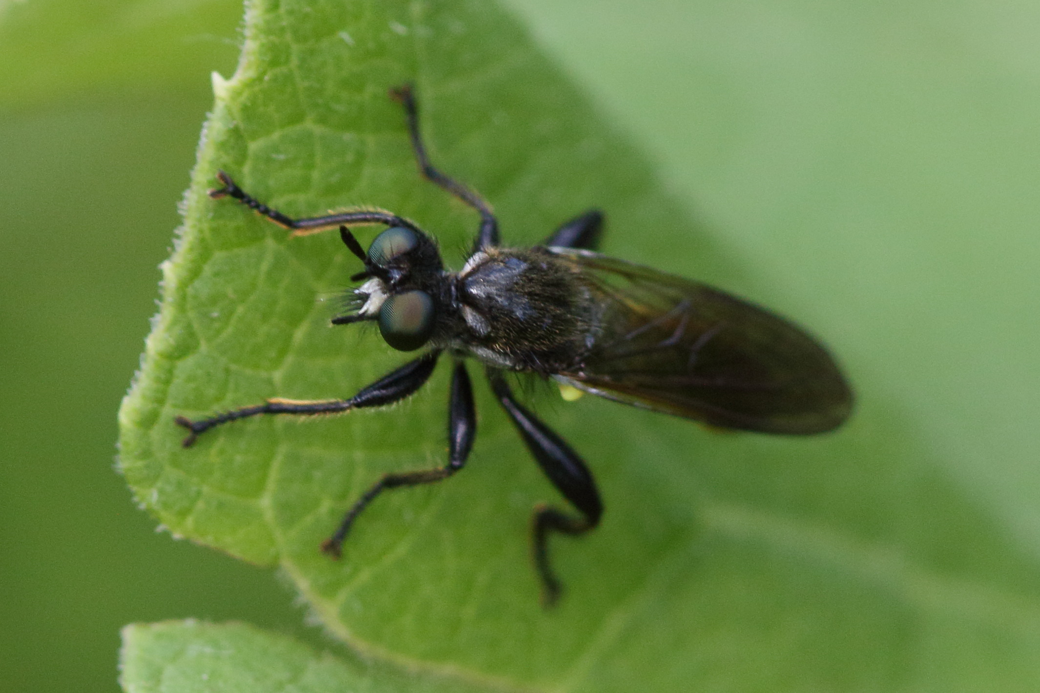 choerades_marginata1bd