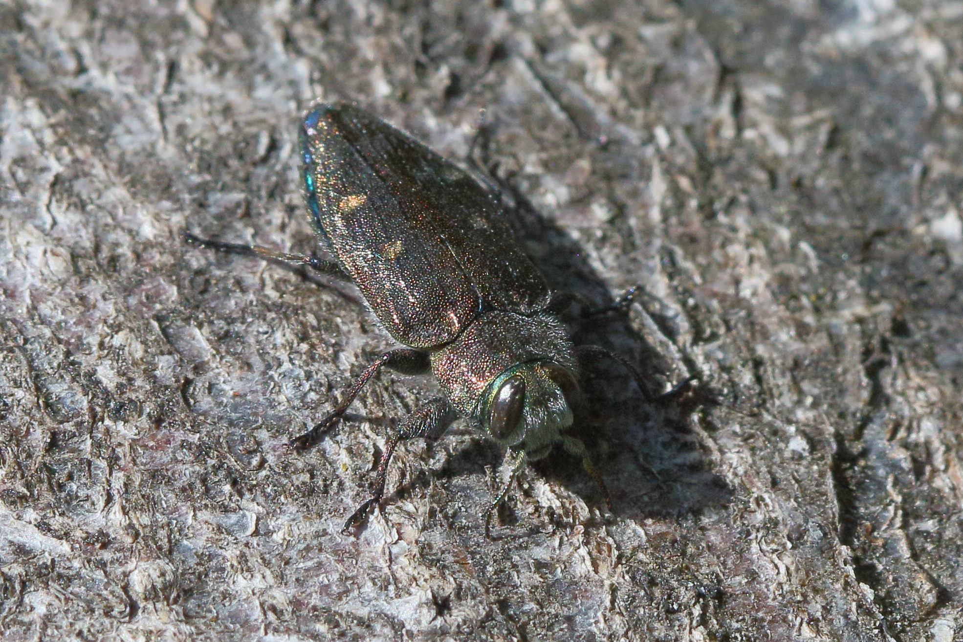 chrysobothris_affinis1bd