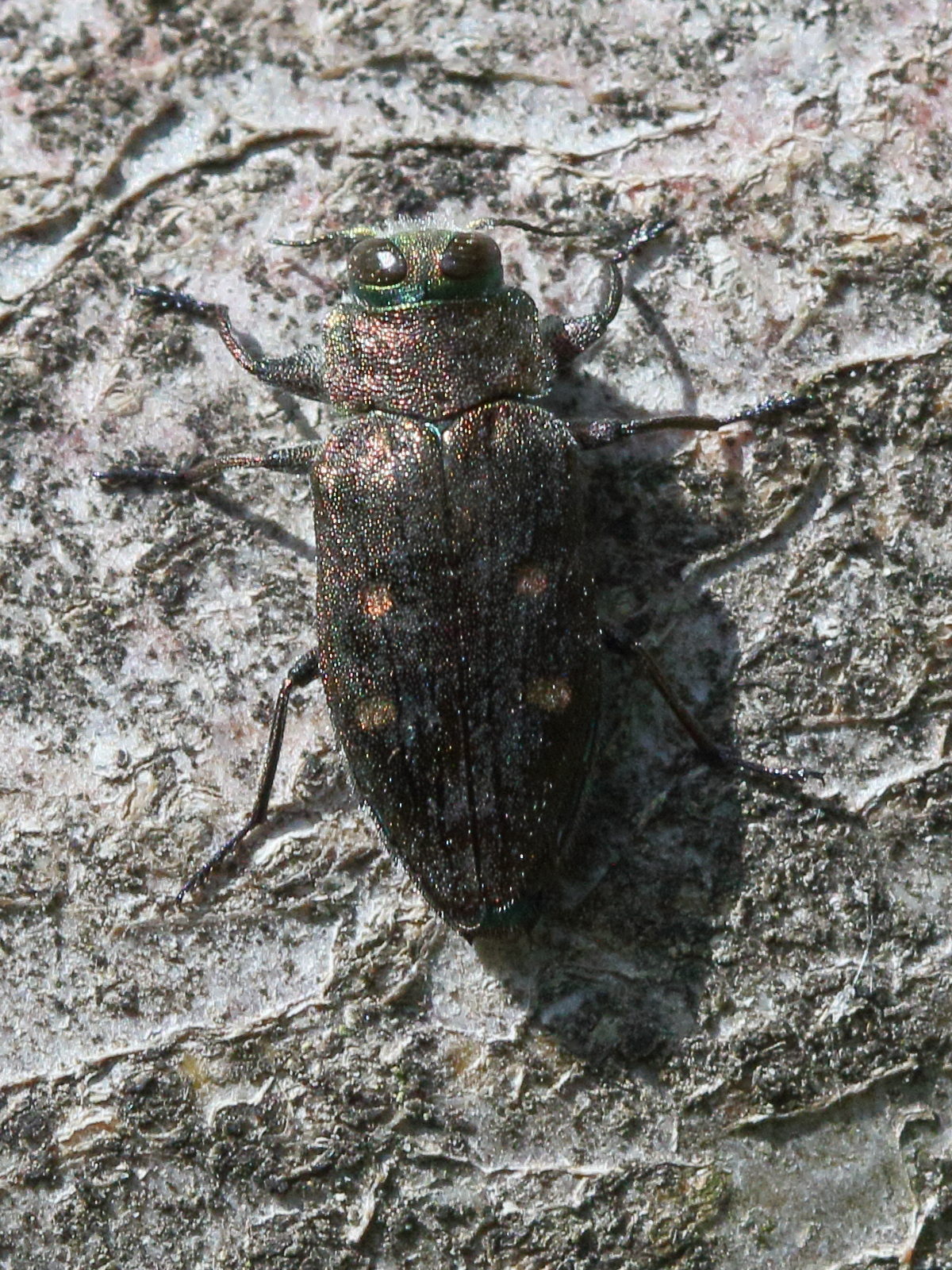 chrysobothris_affinis2bd
