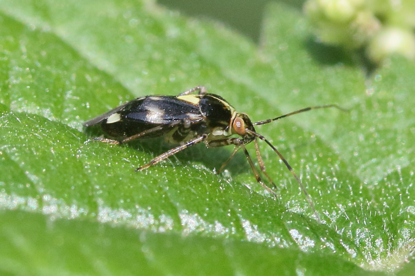 liocoris_tripustulatus4md