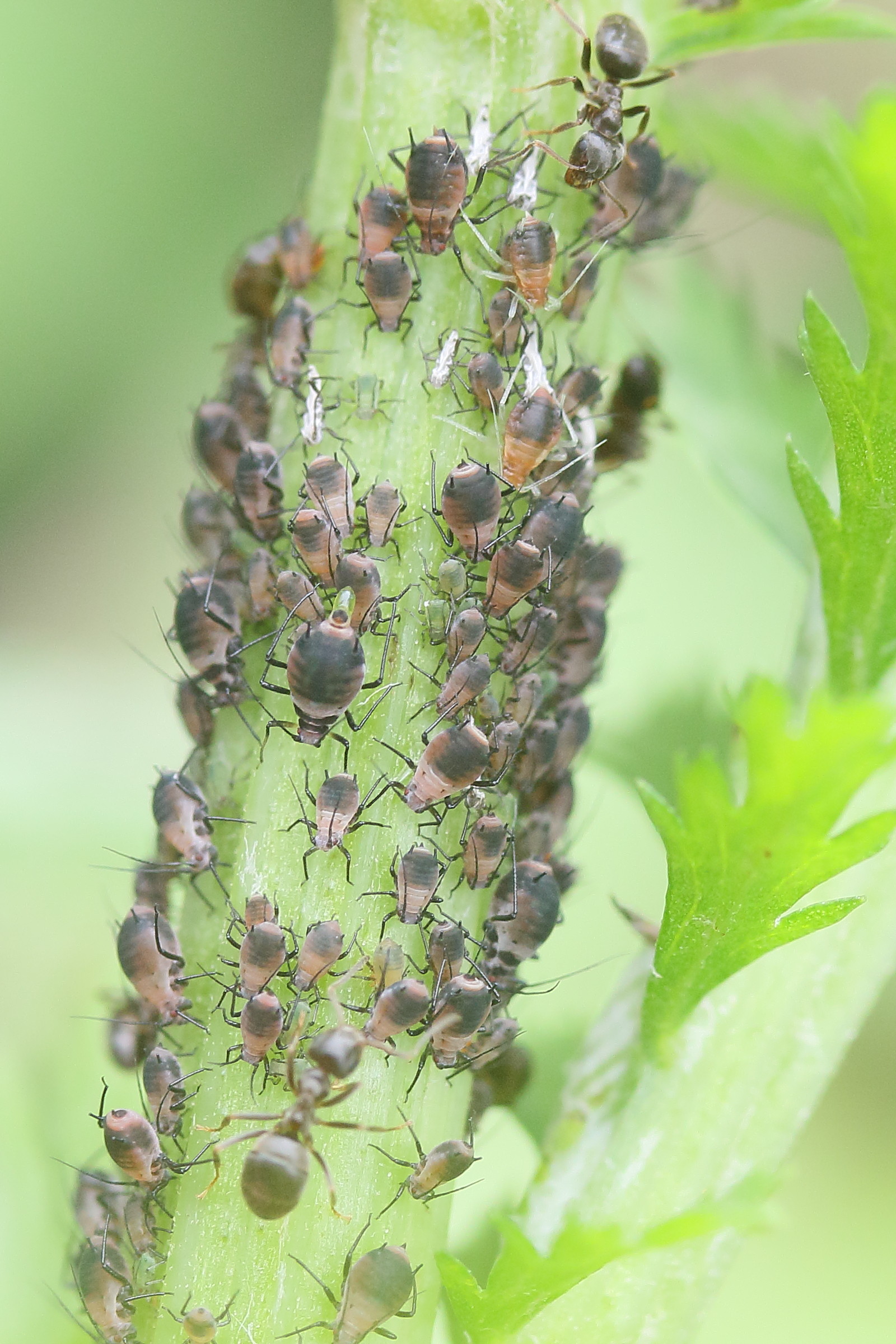 metopeurum_fuscoviride1md