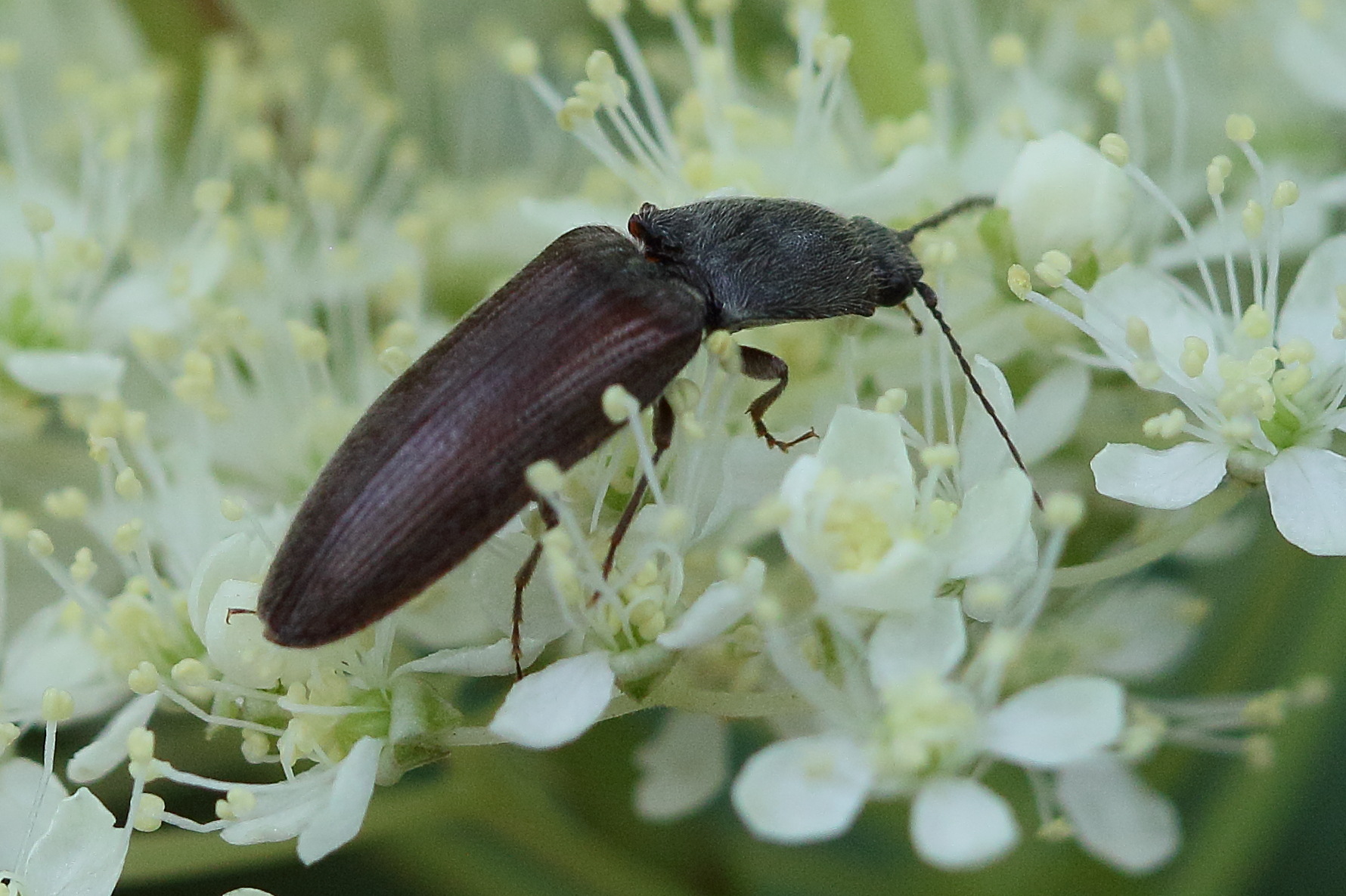 athous_haemorrhoidalis6bd