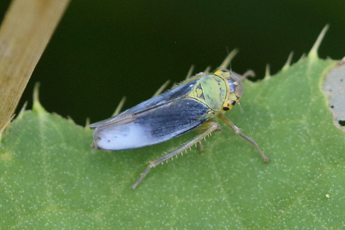 cicadella_viridis7bd