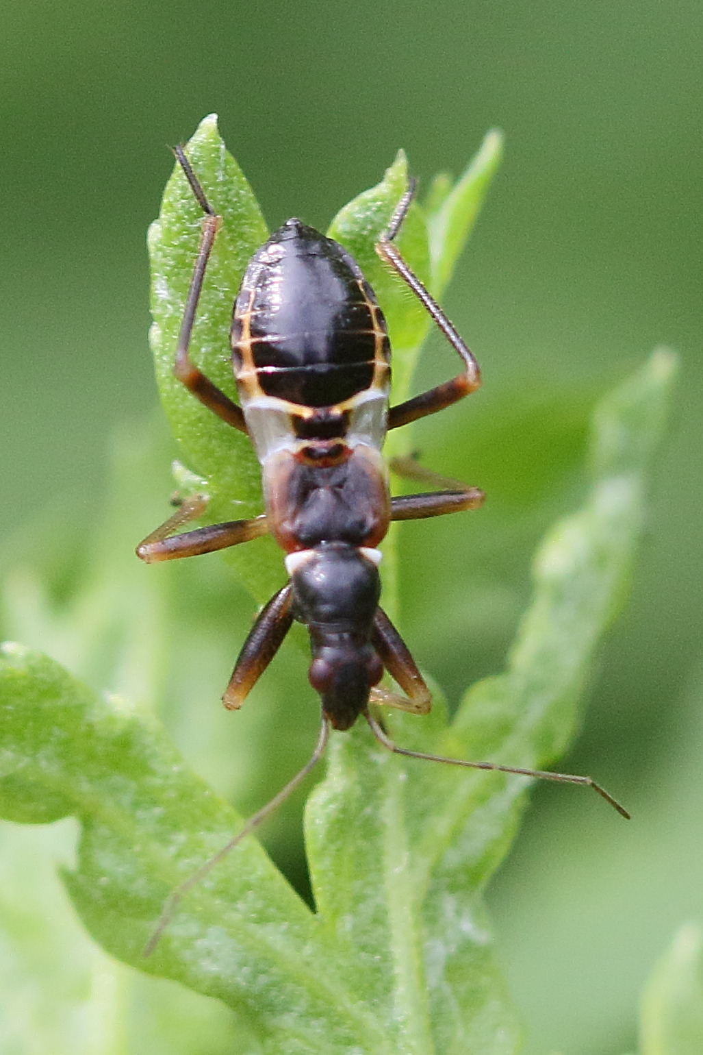 himacerus_mirmicoides3bd