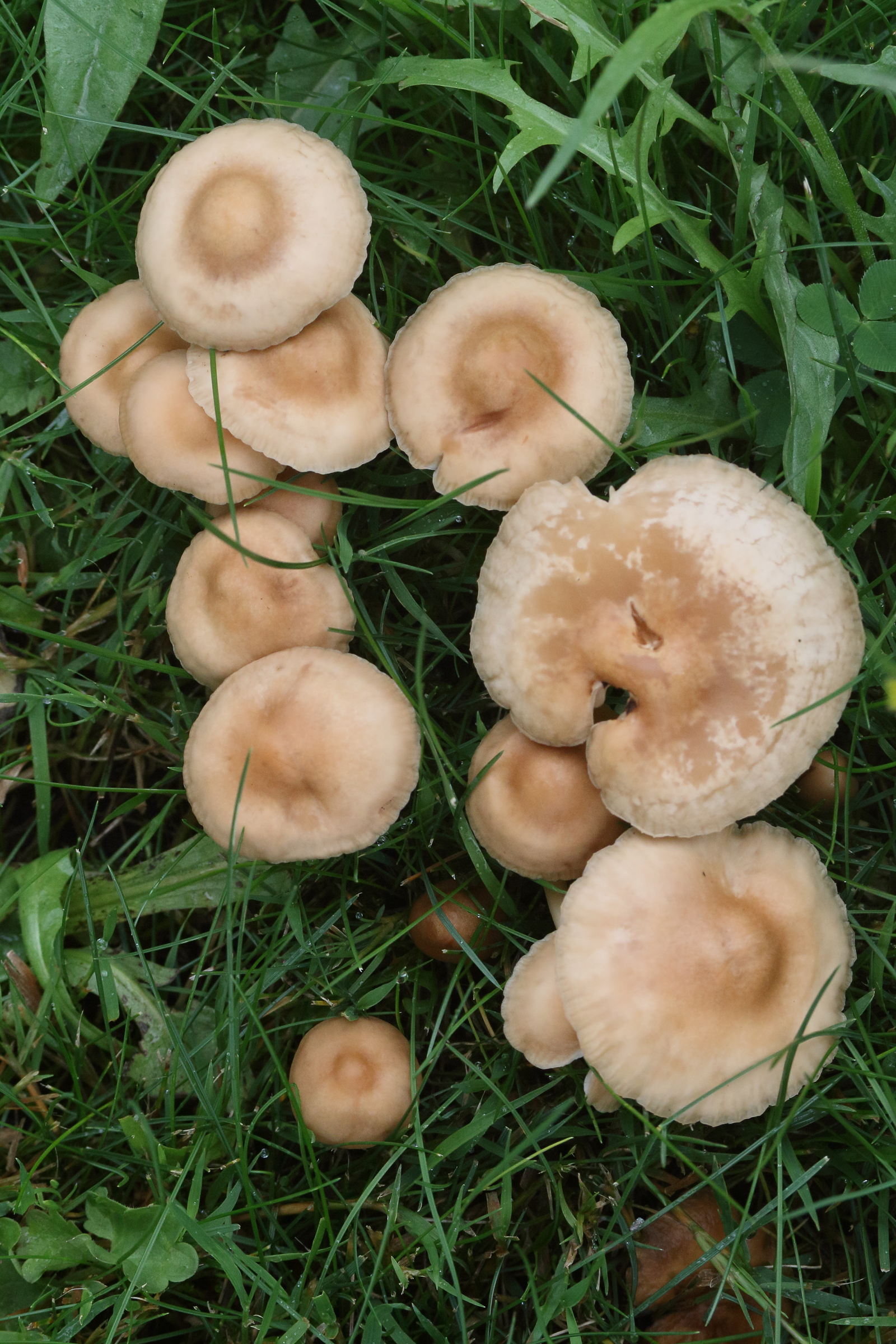 Afficher le média marasmius_oreades5md marasmius_oreades5md
