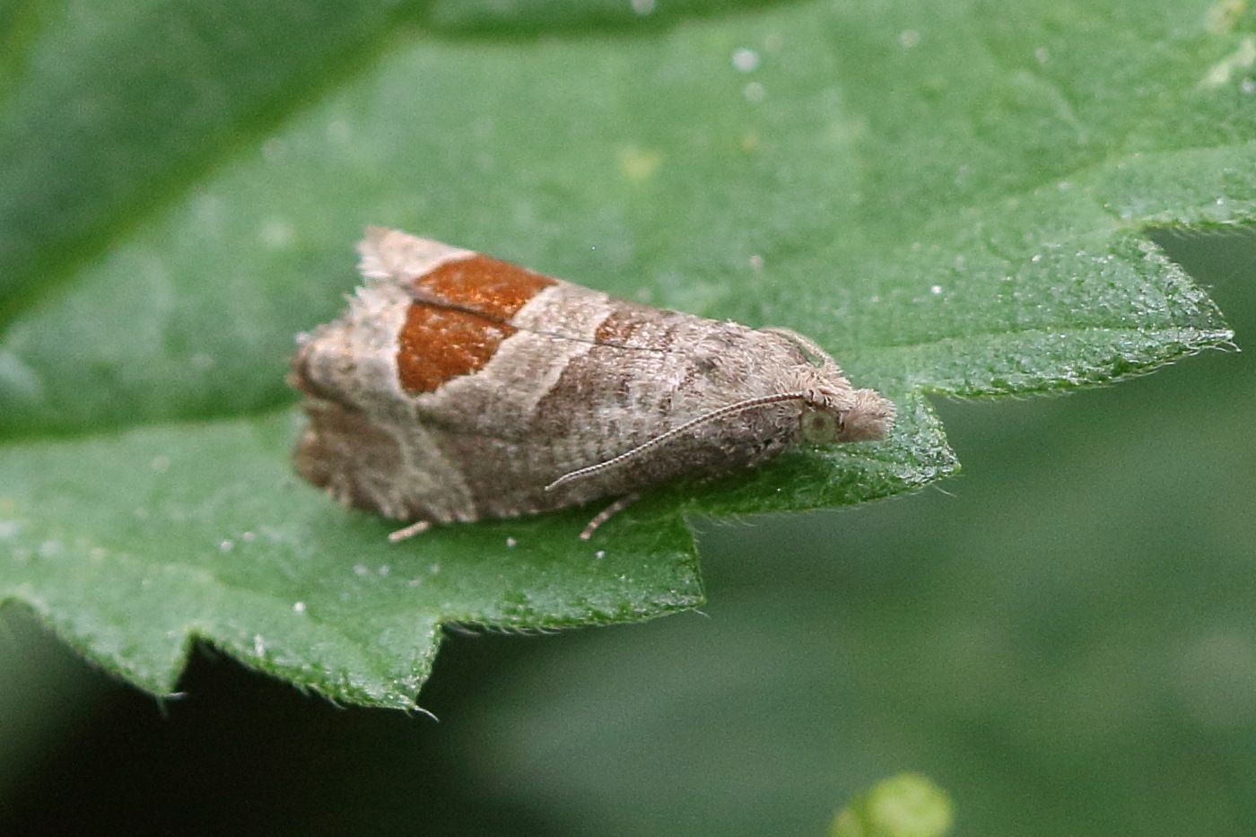 notocelia_uddmanniana1bd