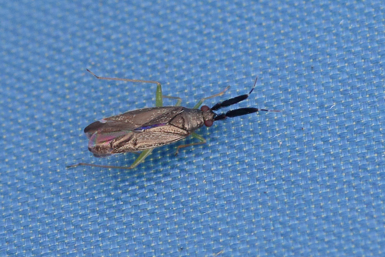 heterotoma_planicornis2md