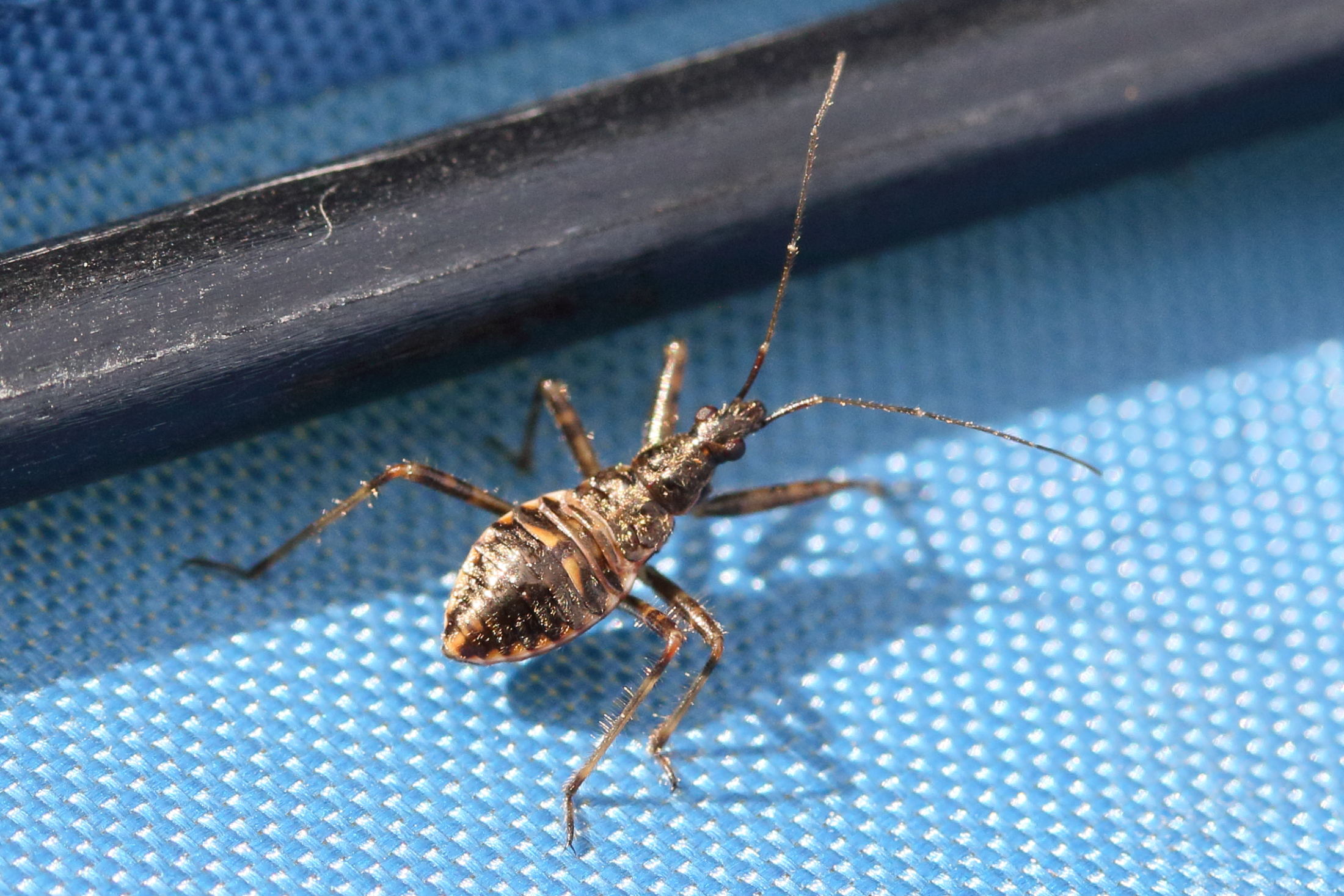 himacerus_apterus2md