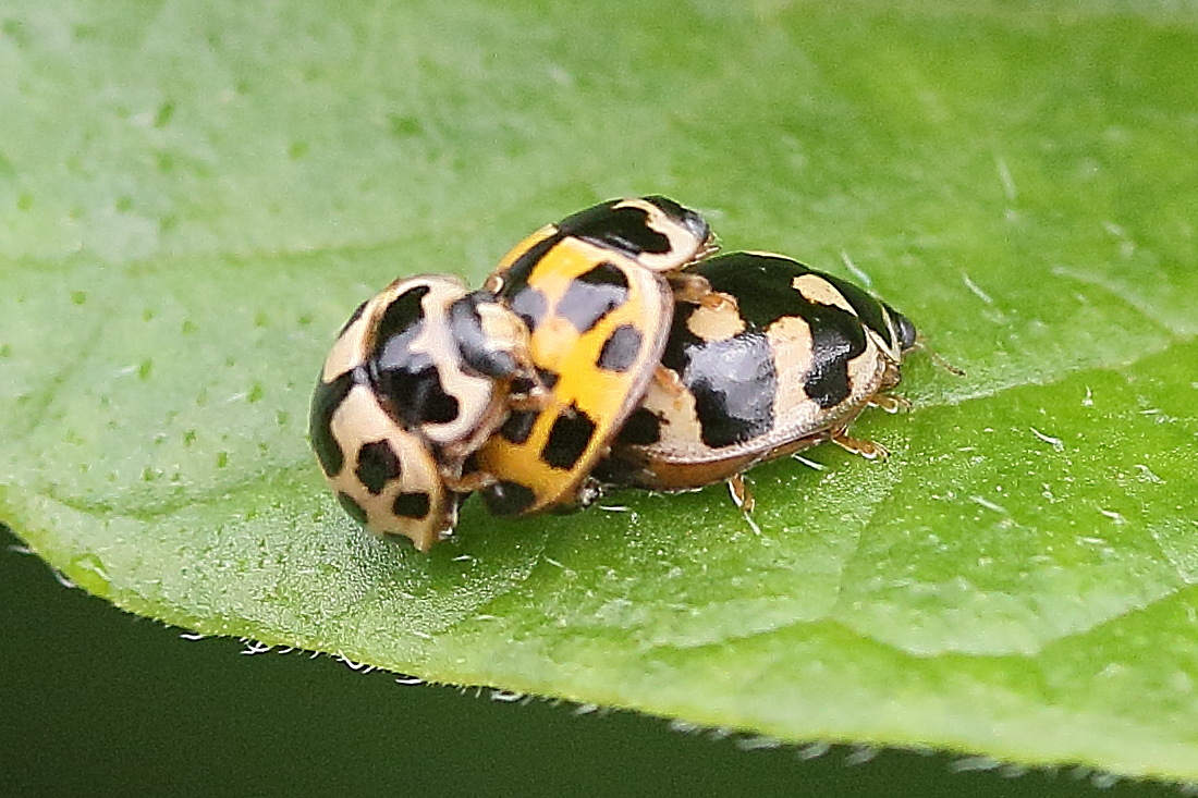 Afficher le média propylea_quatuordecimpunctata10md propylea_quatuordecimpunctata10md