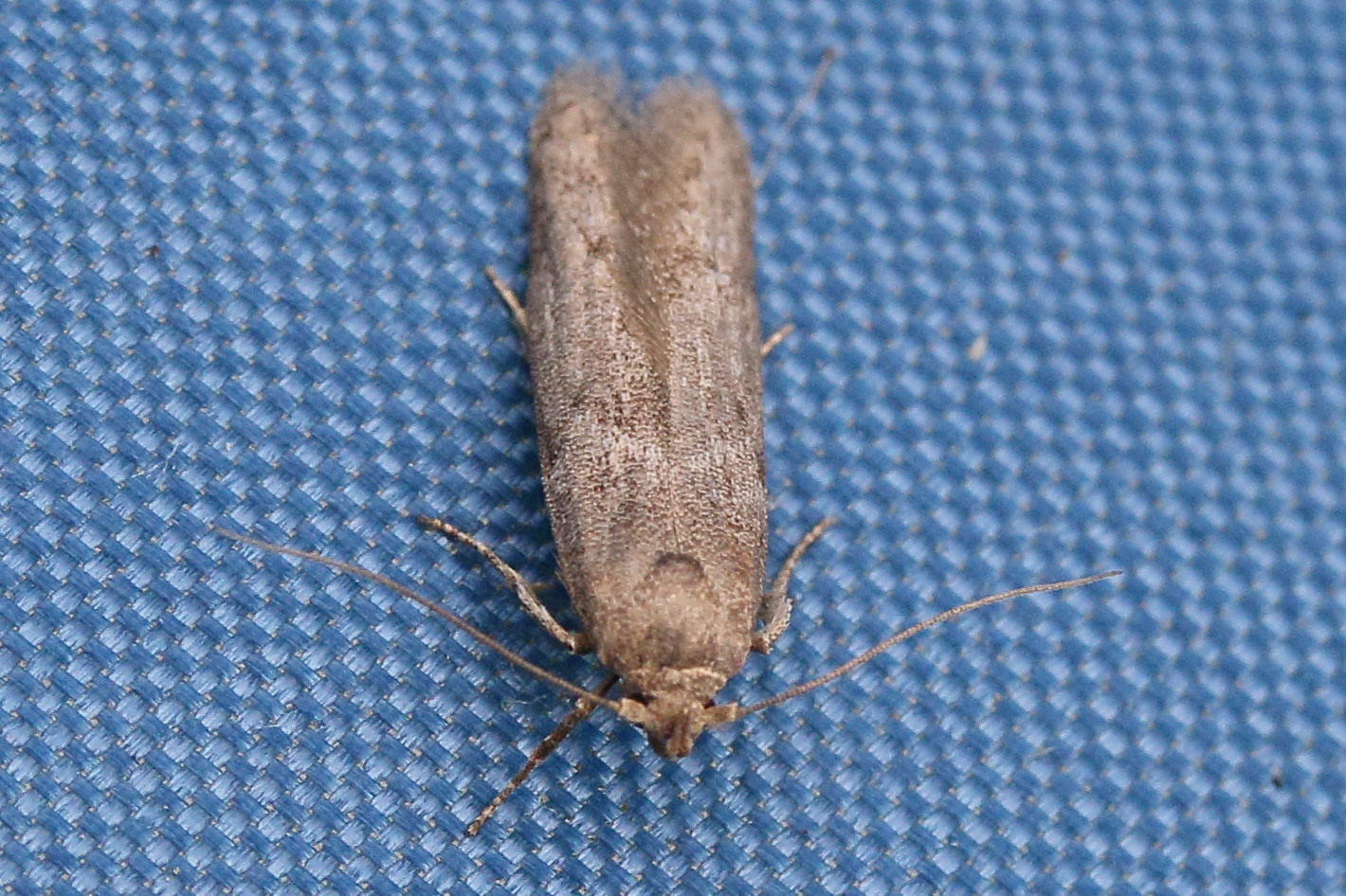 Afficher le média blastobasis_phycidella1md blastobasis_phycidella1md