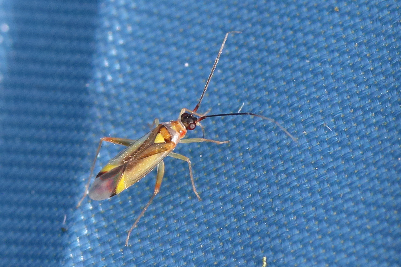 campyloneura_virgula2md