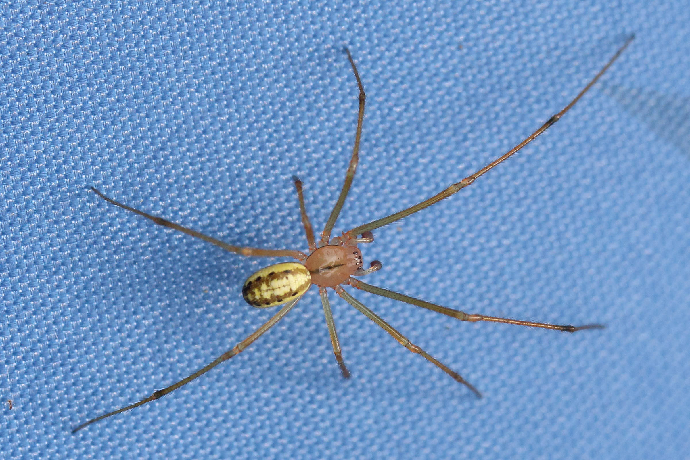 Afficher le média enoplognatha_ovata-latimana4md enoplognatha_ovata-latimana4md