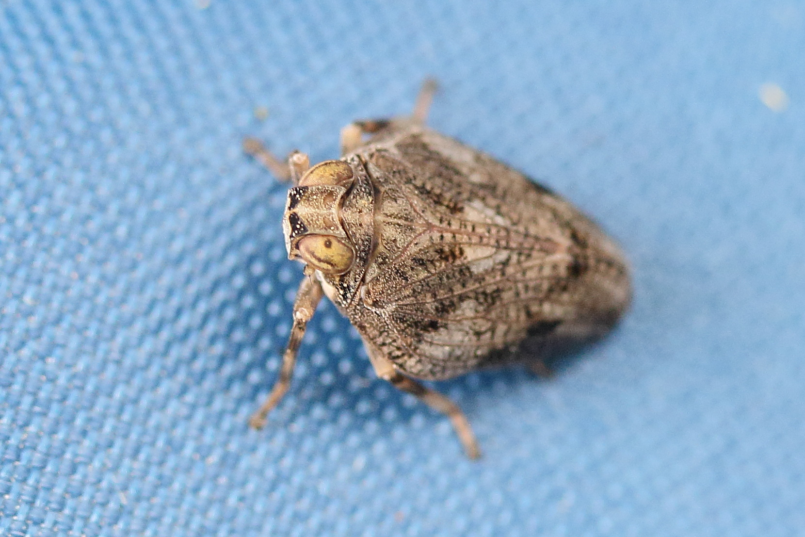 issus_coleoptratus5md