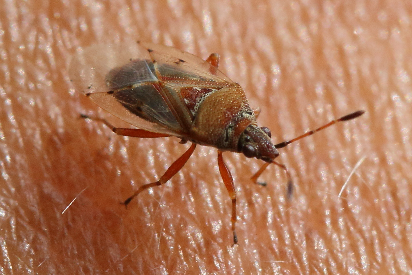 kleidocerys_resedae5md