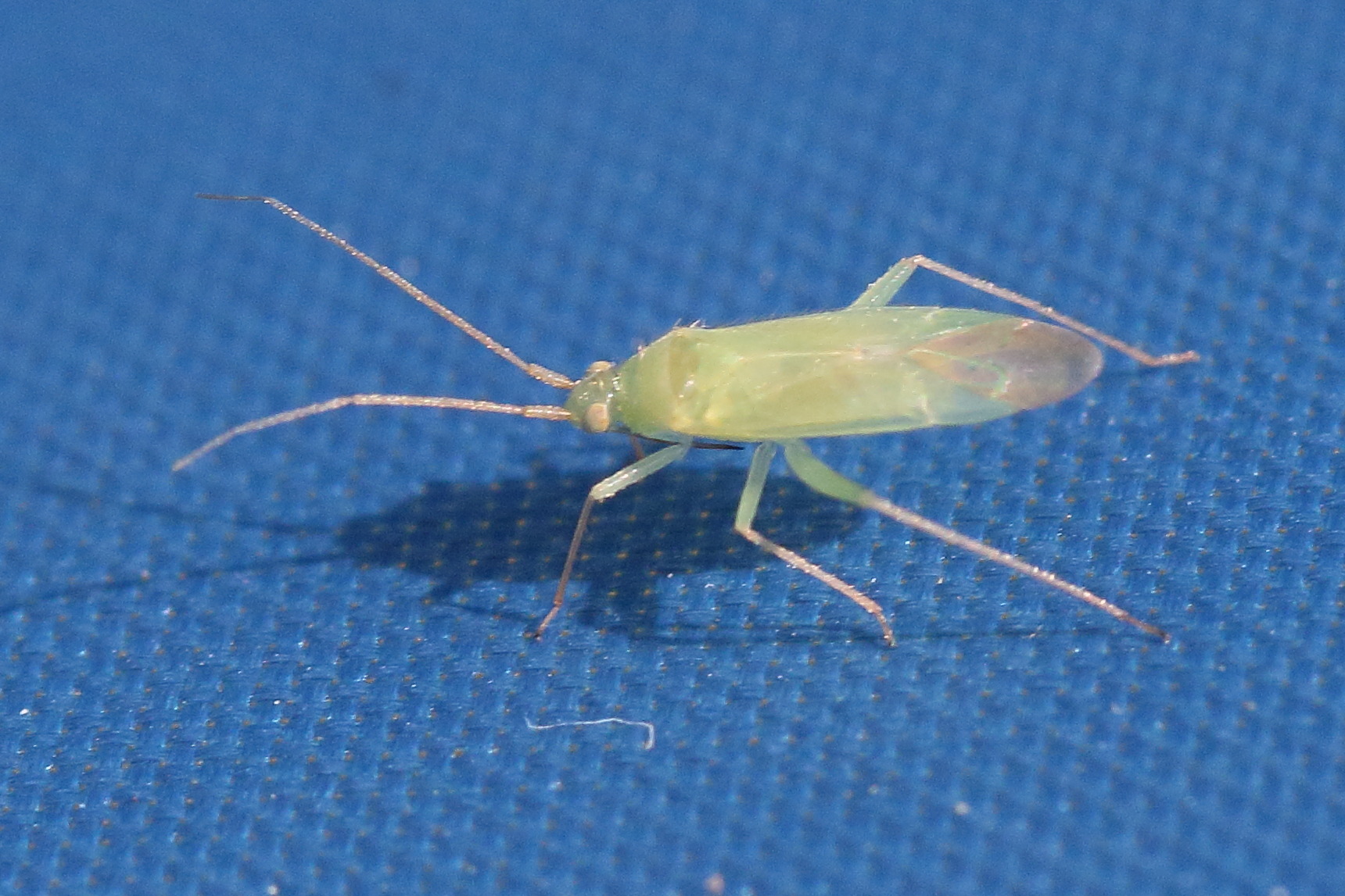 orthotylus_nassatus1md