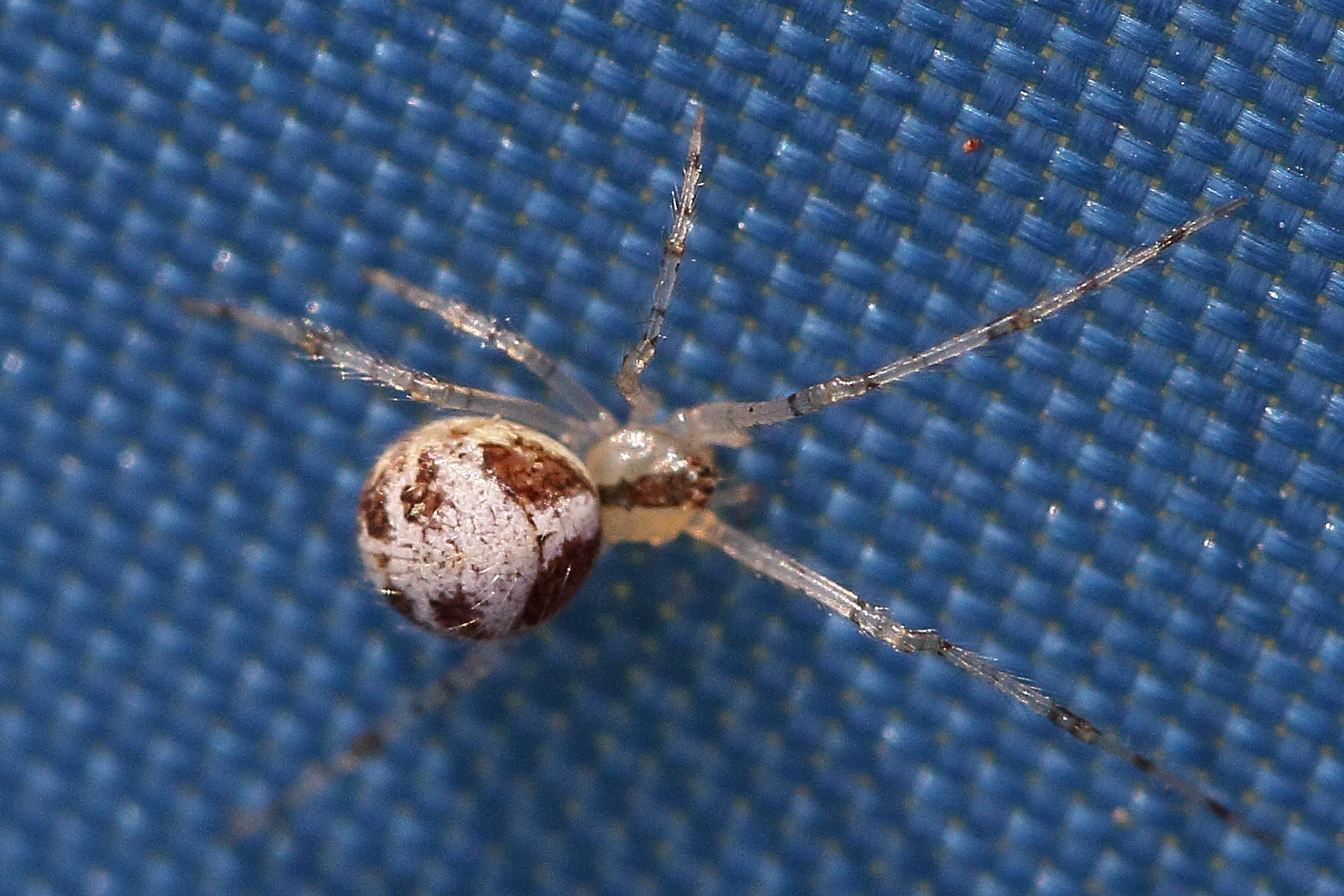 theridion_varians1md