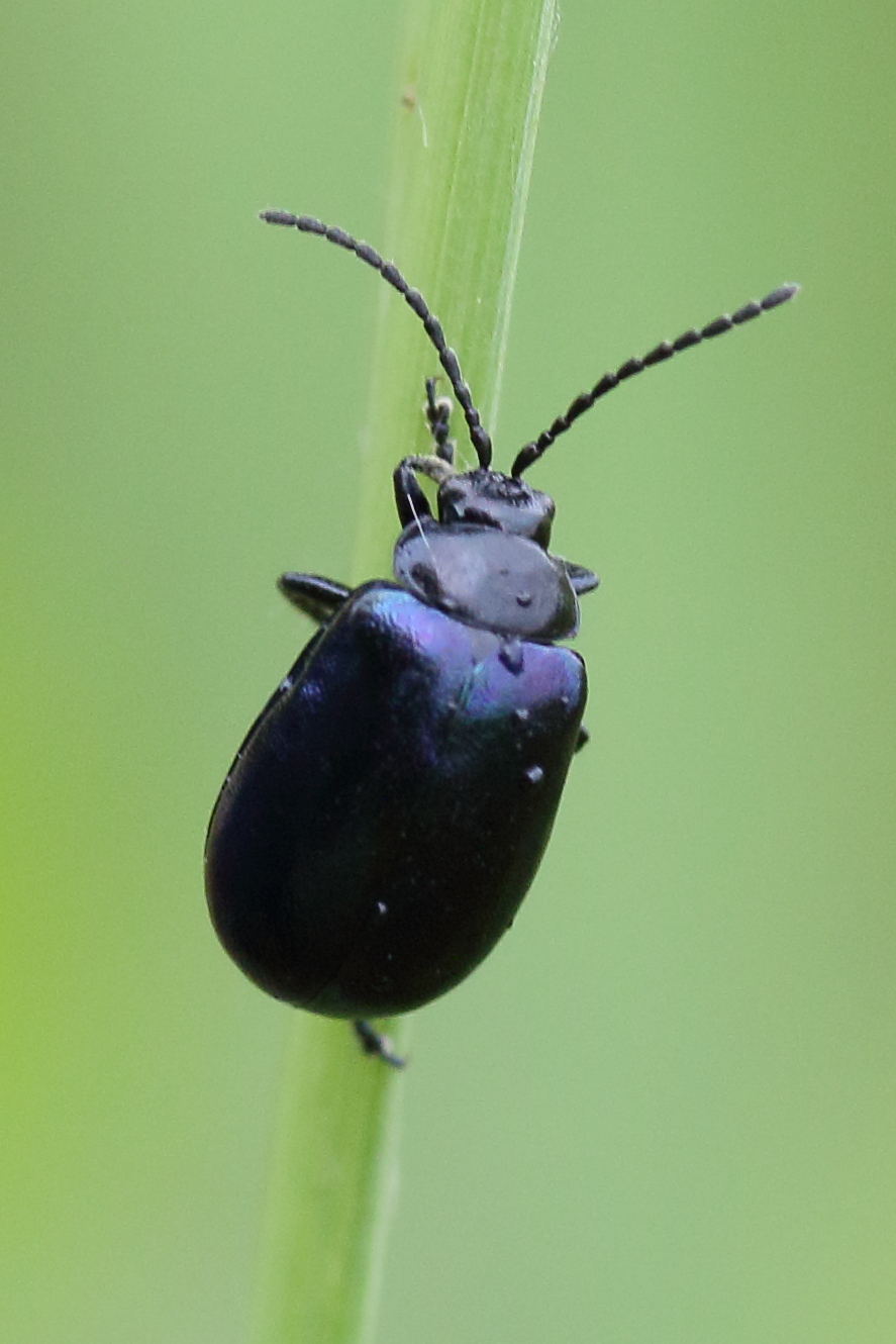 Afficher le média agelastica_alni9md agelastica_alni9md