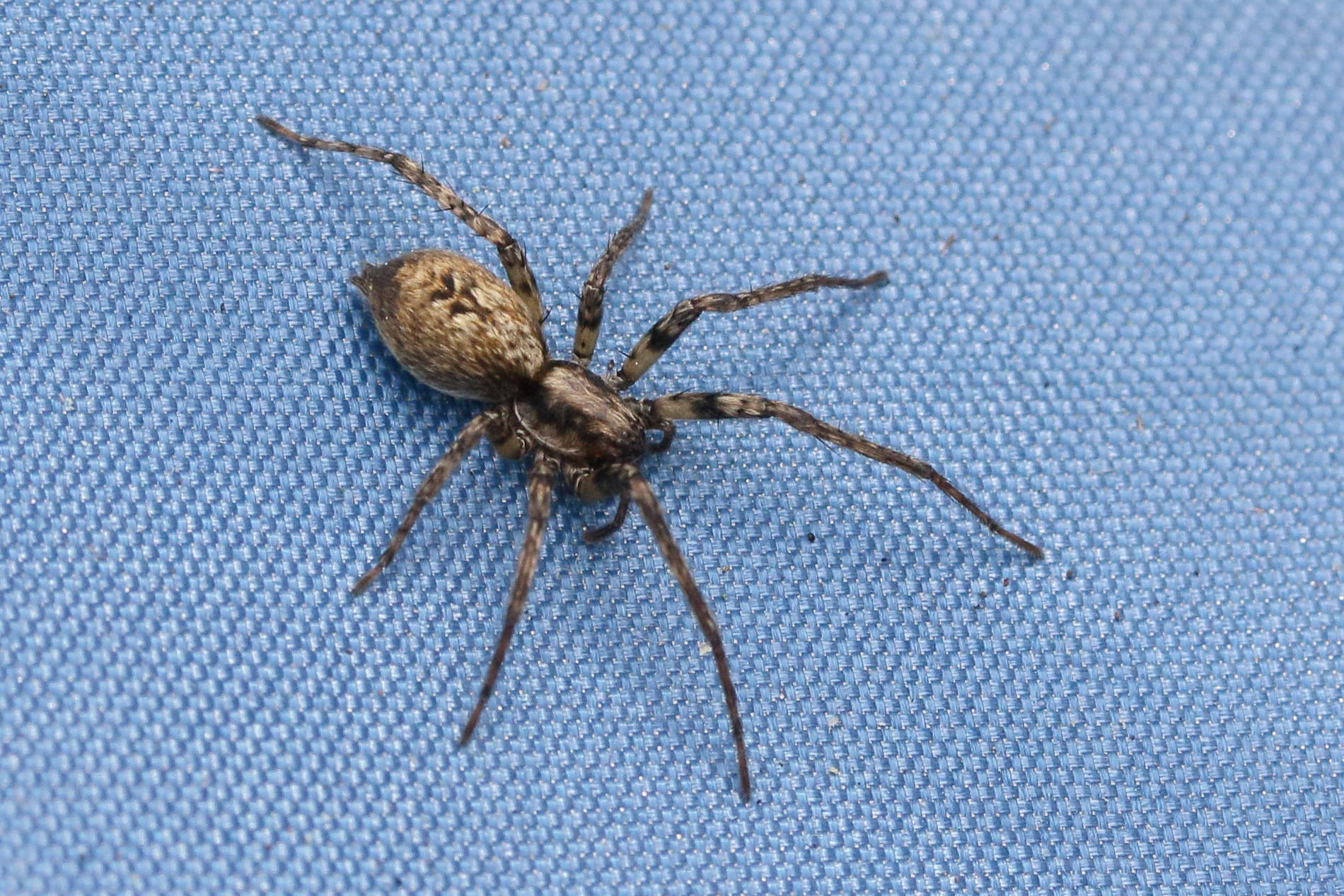 anyphaena_accentuata5md