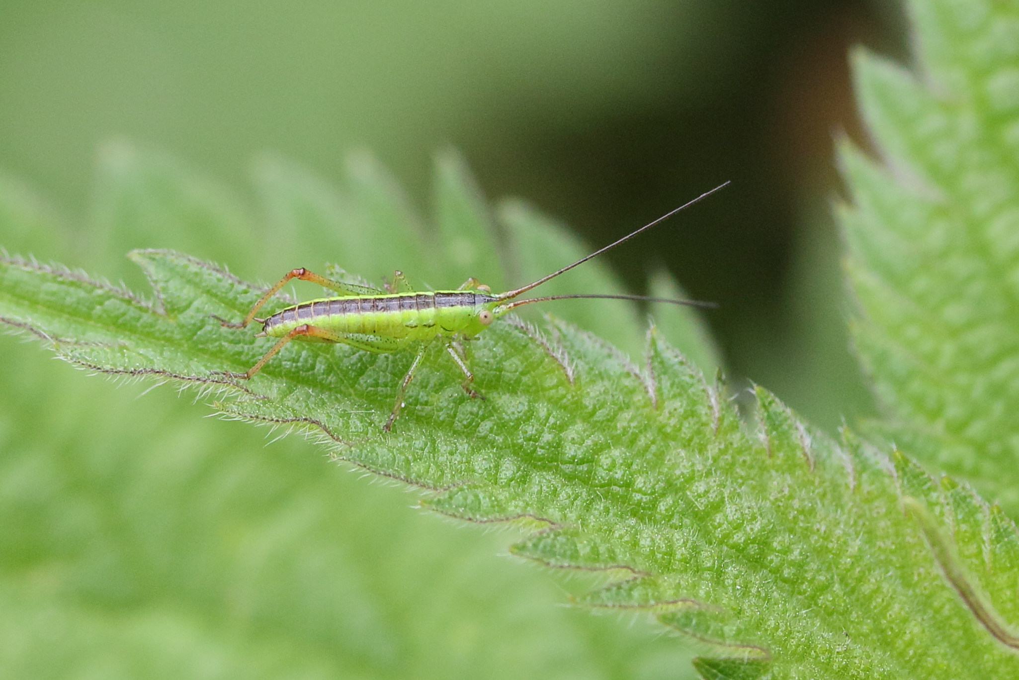 conocephalus_fuscus7md