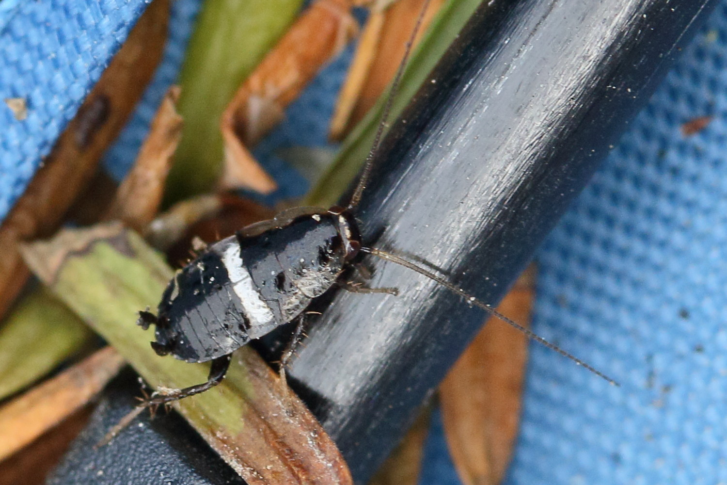 Afficher le média planuncus_vinzi1md planuncus_vinzi1md