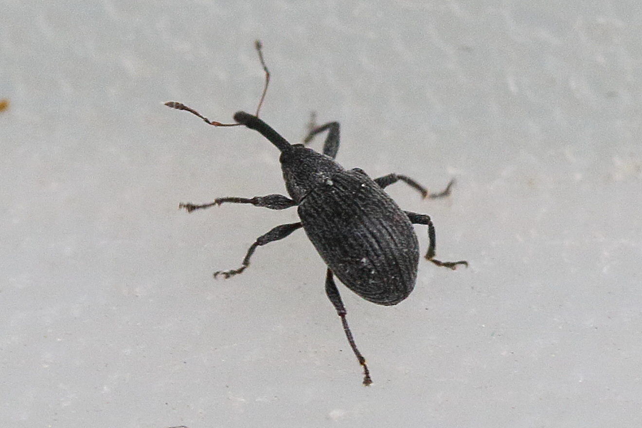 Afficher le média anthonomus_rubi1md anthonomus_rubi1md