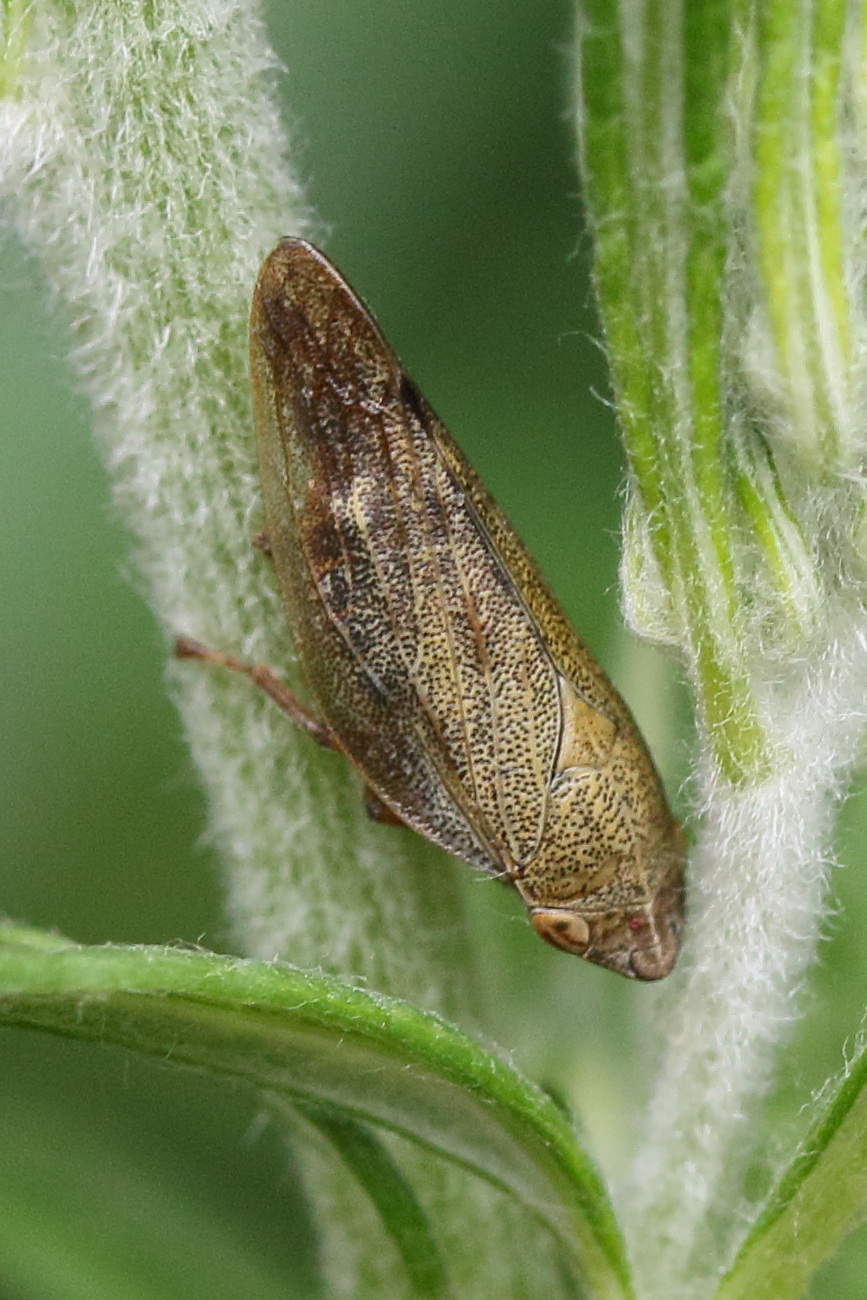 aphrophora_salicina4md