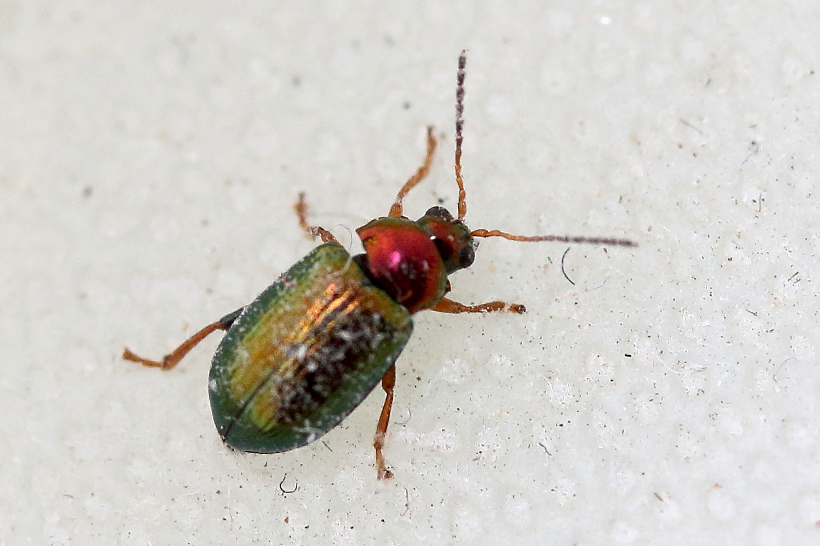 crepidodera_aurata1md