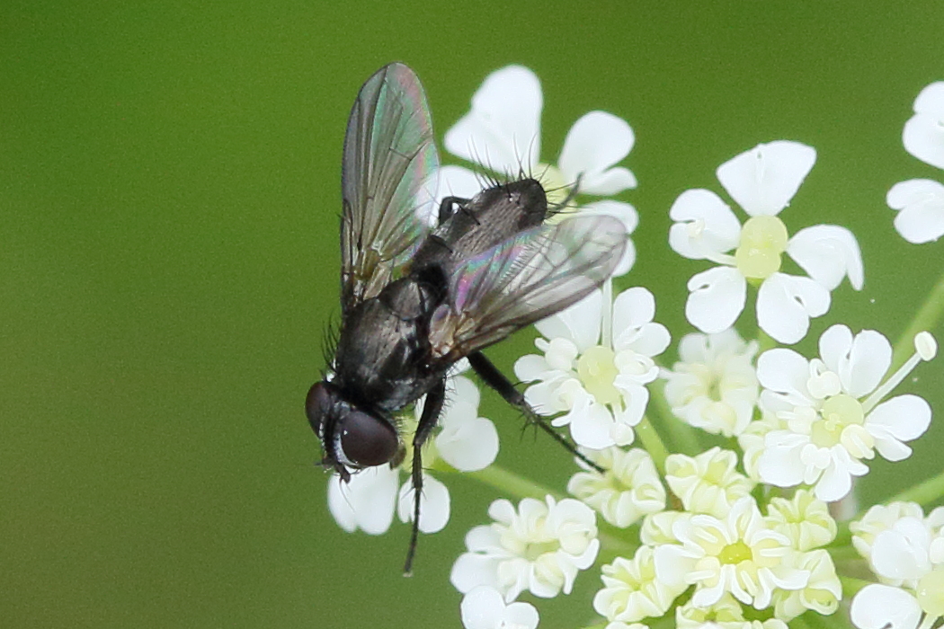 rhinophora_lepida4md