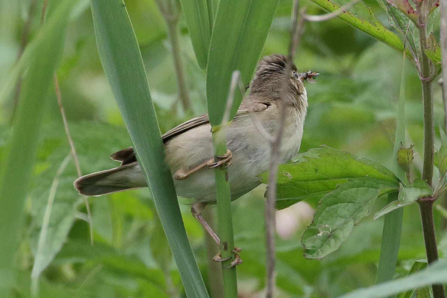 Afficher le média rousserolle_verderolle_-_acrocephalus_palustris2bd rousserolle_verderolle_-_acrocephalus_palustris2bd