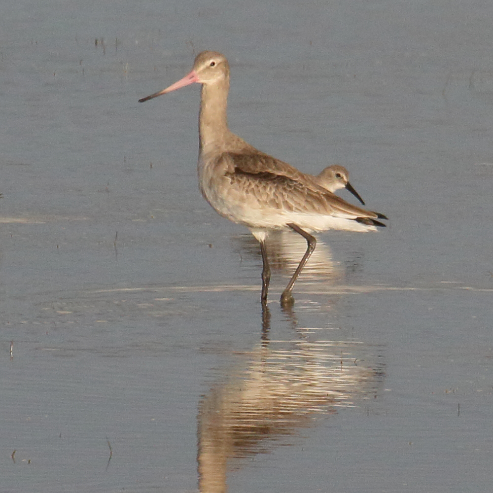 barge_a_queue_noire_-_limosa_limosa6md