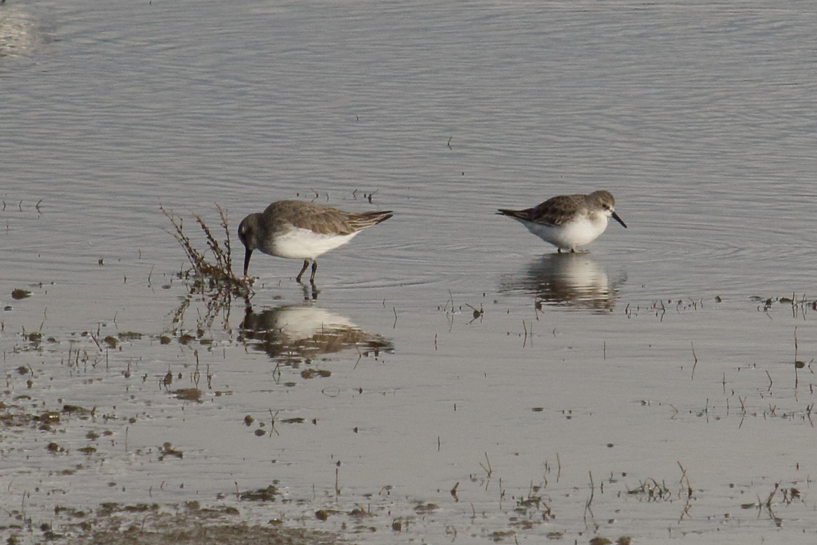becasseau_minute_-_calidris_minuta4md