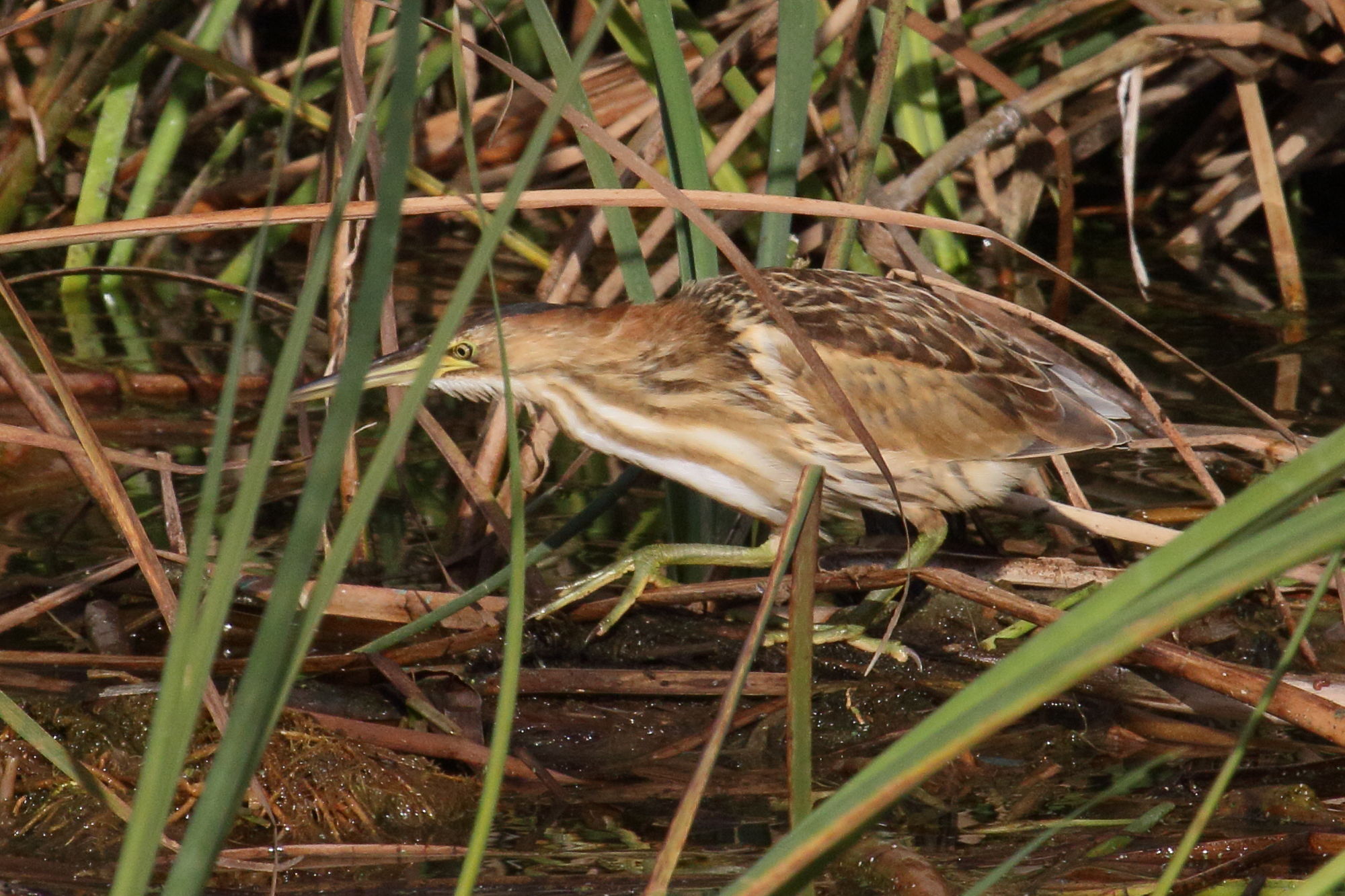 blongios_nain_-_ixobrychus_minutus7md