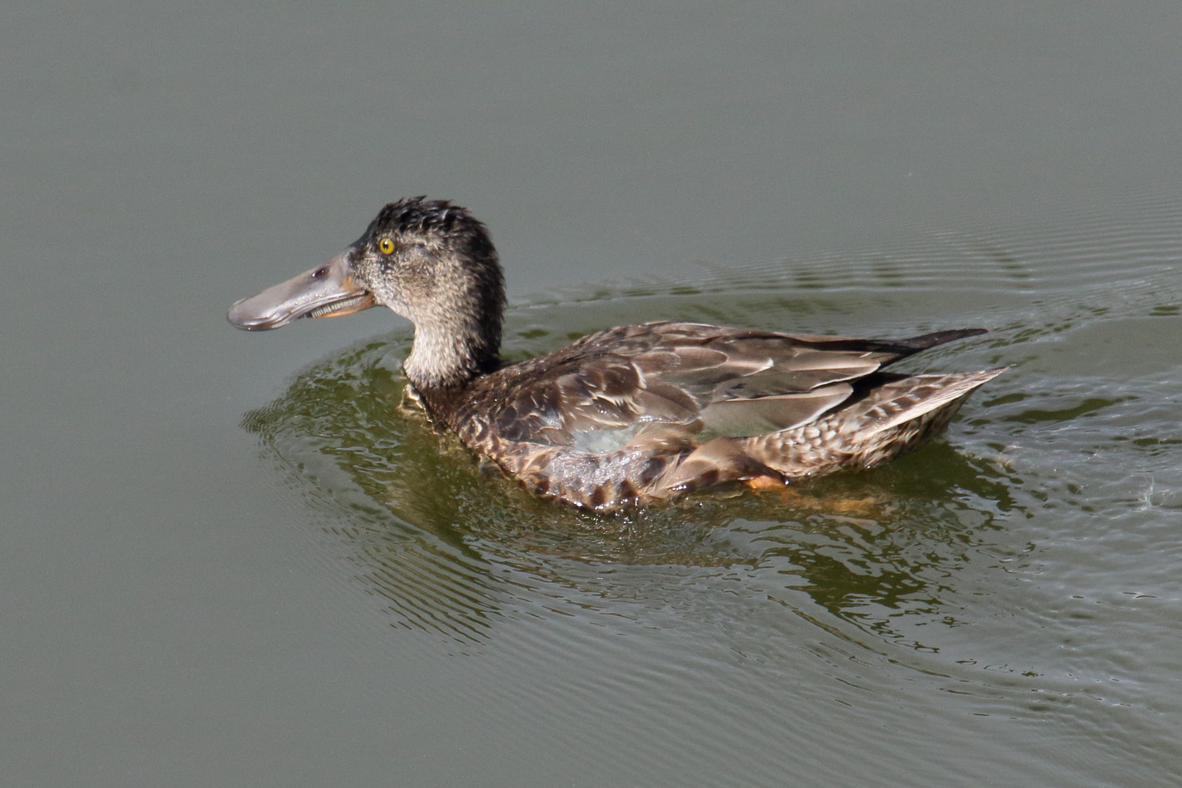 canard_souchet_-_anas_clypeata6md