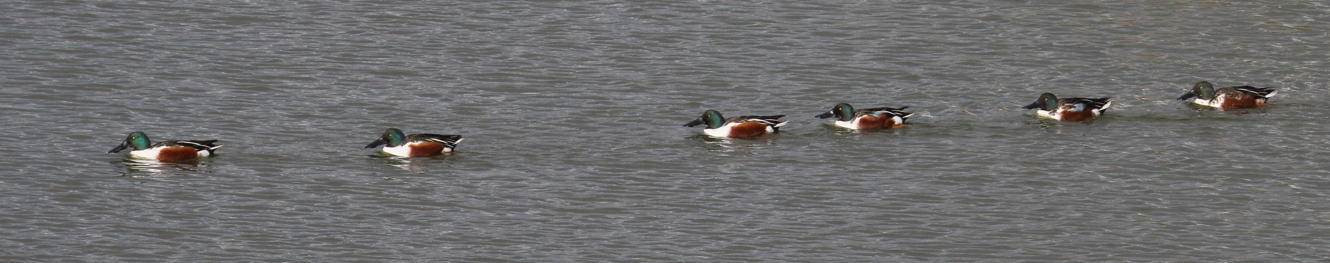 canard_souchet_-_anas_clypeata7md