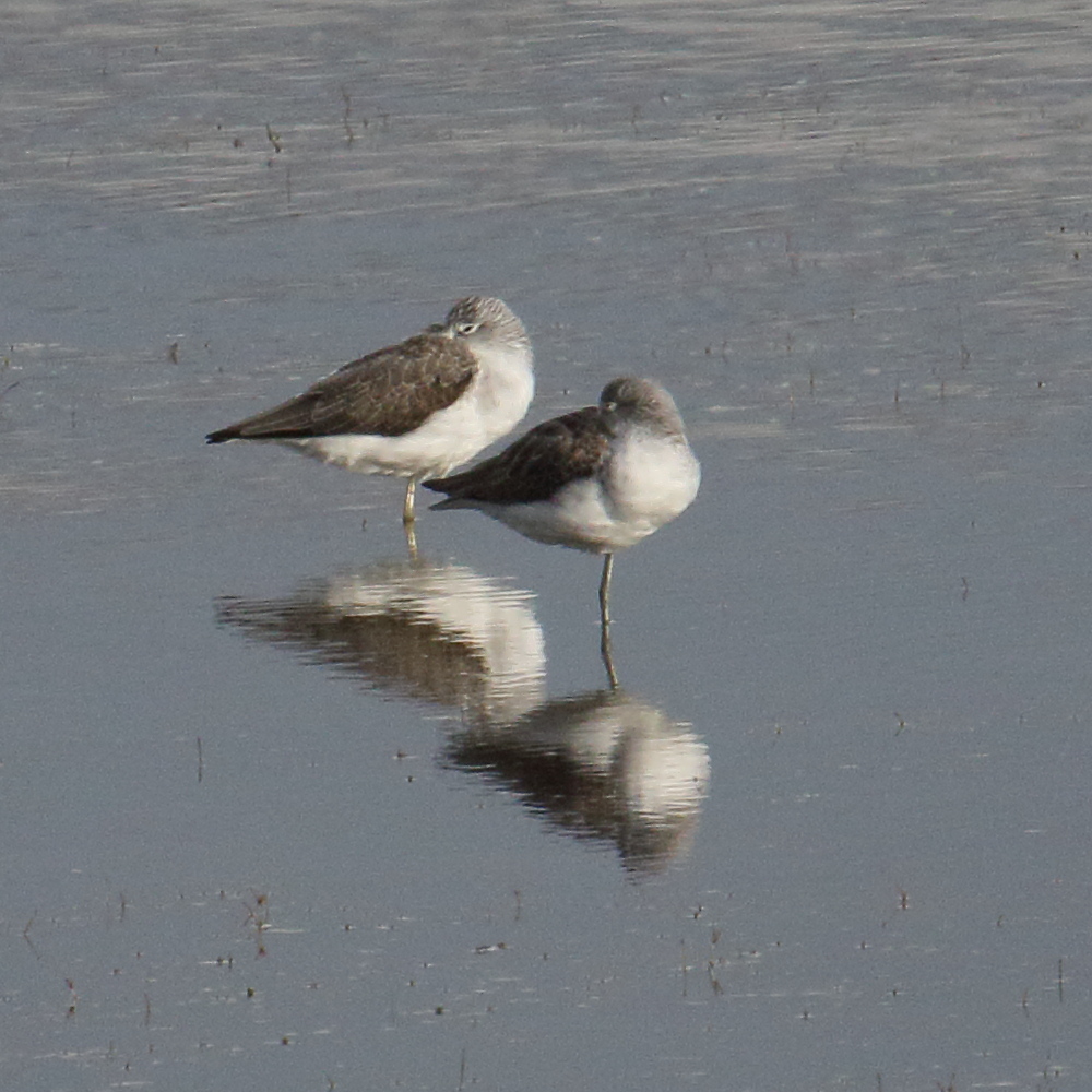 chevalier_aboyeur_-_tringa_nebularia10md