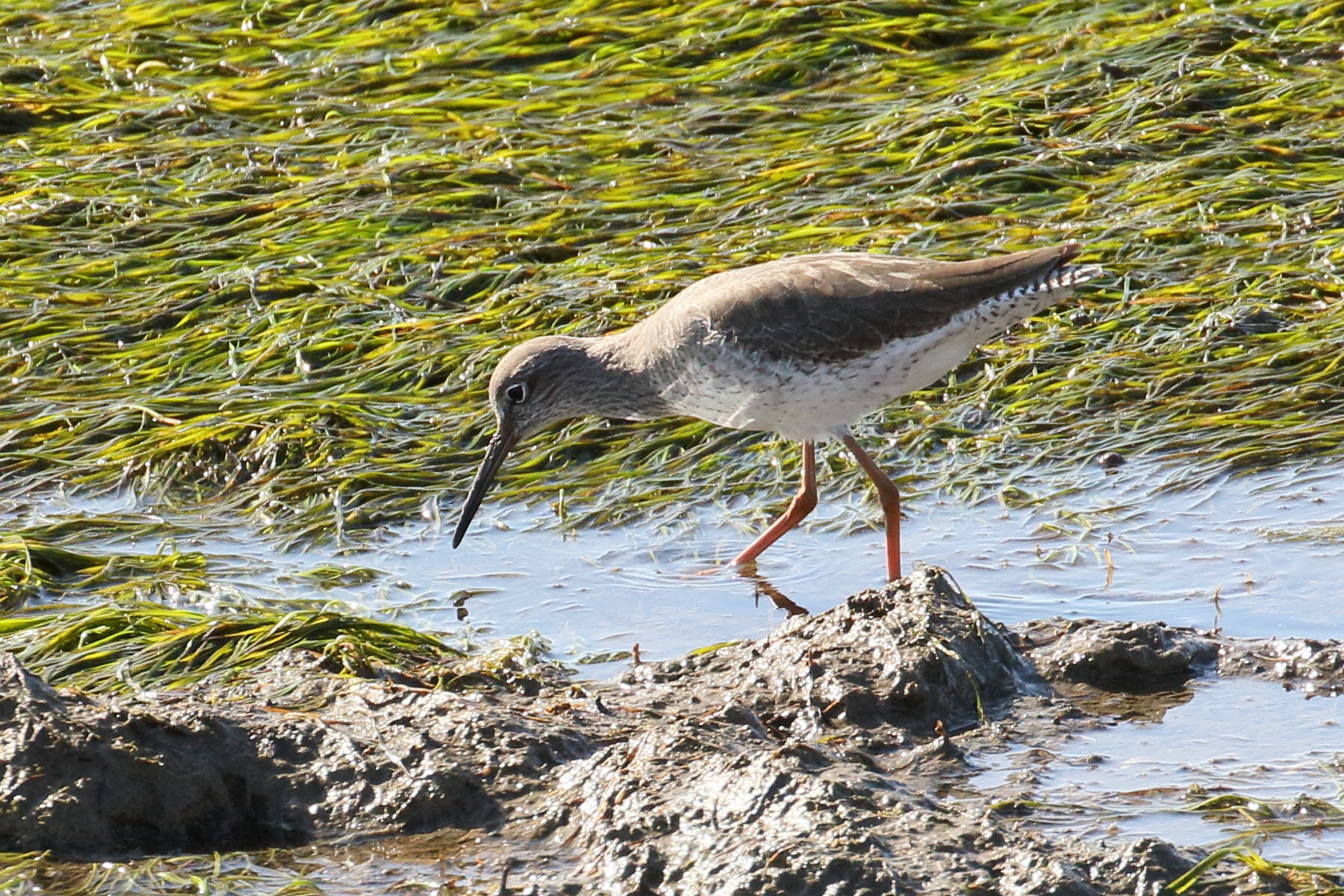 chevalier_gambette_-_tringa_totanus10bd