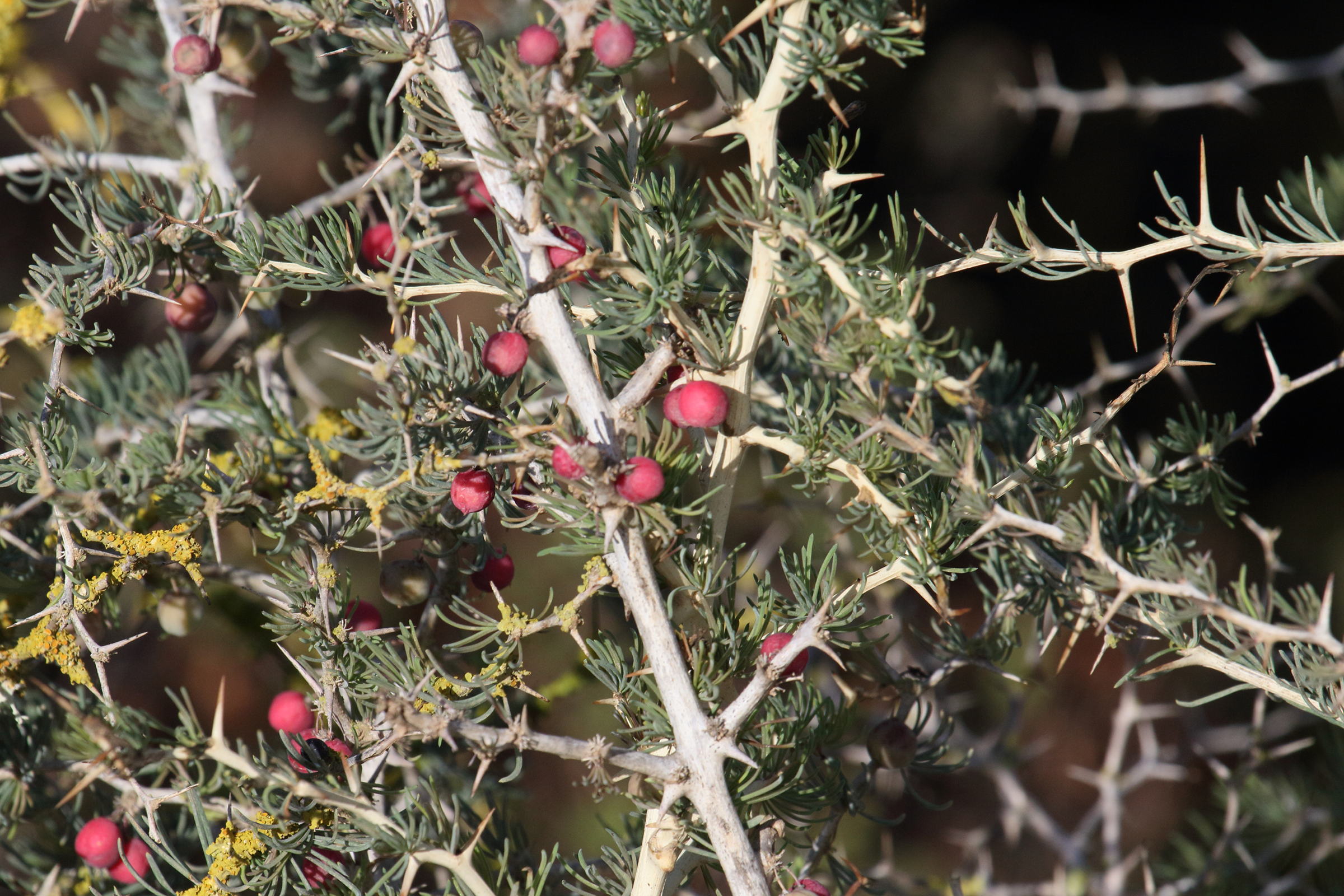 asparagus_acutifolius9md