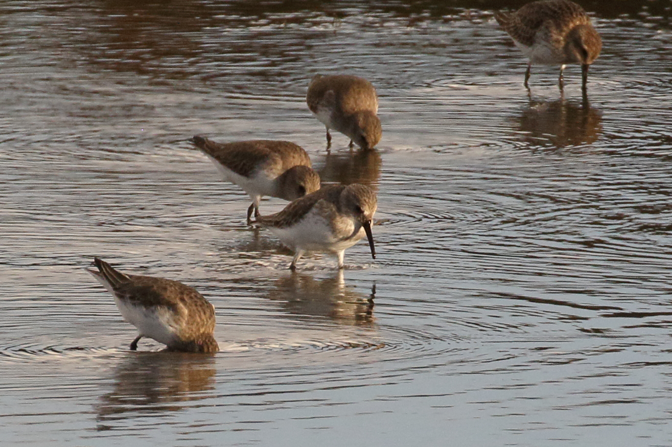 becasseau_variable_-_calidris_alpina8bd