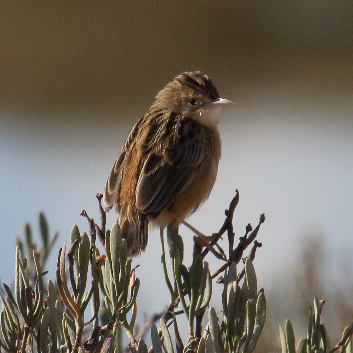 cisticole_des_joncs_-_cisticola_juncidis2md