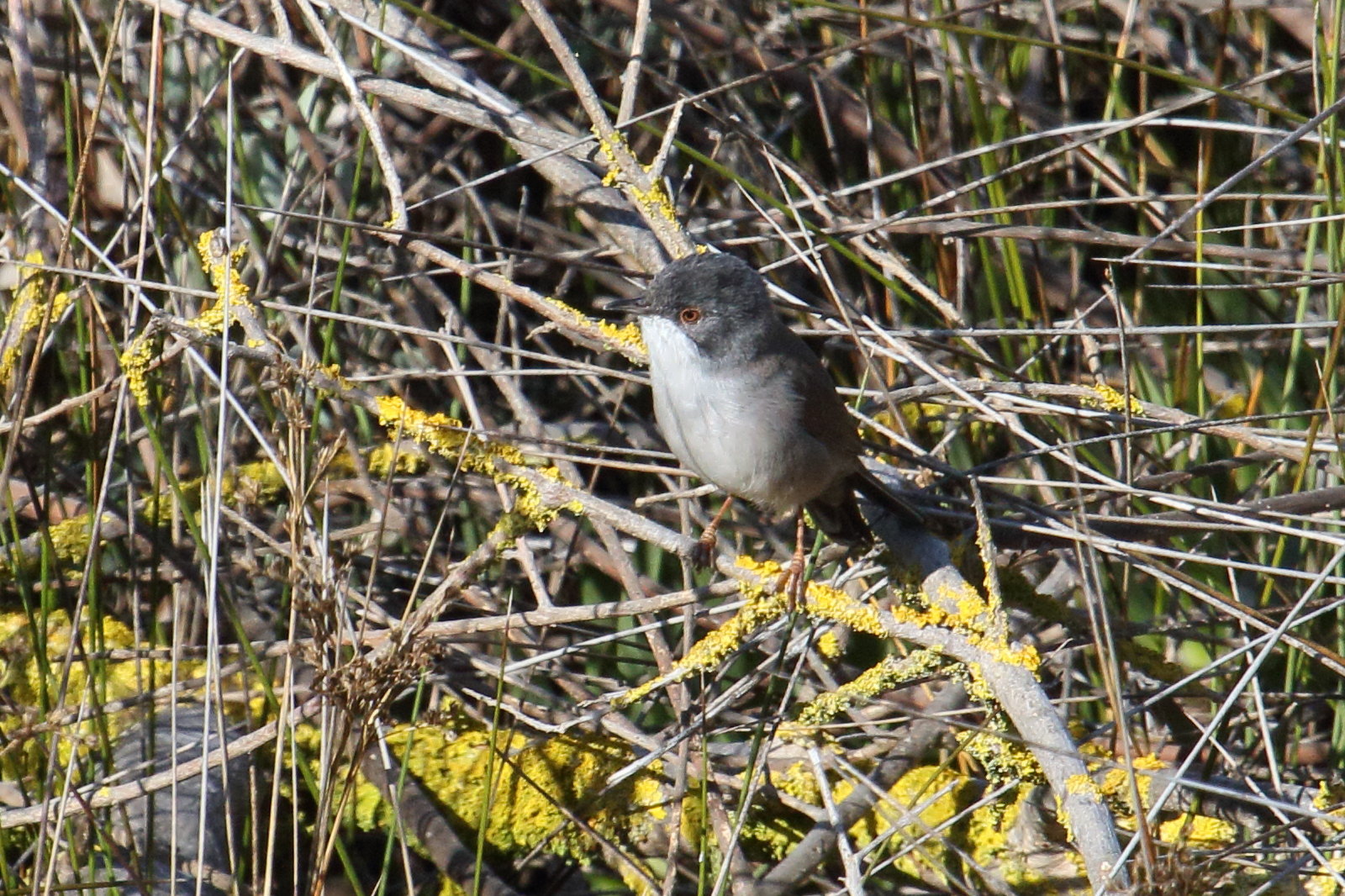 fauvette_melanocephale_-_curruca_melanocephala7md